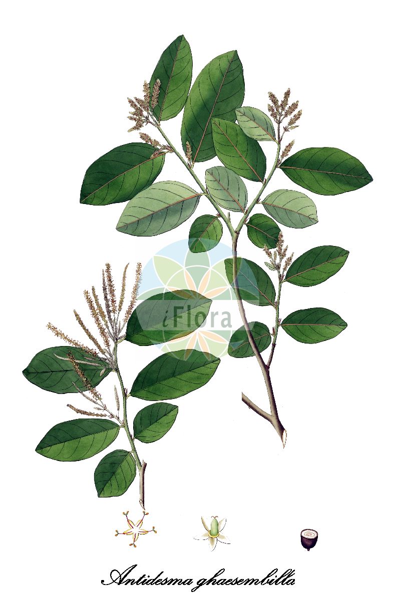 Antidesma ghaesembilla - Phyllanthaceae,Plantae,Pteridobiotina,Angiosperms,Malpighiales,Phyllanthaceae,Antidesma,Antidesma ghaesembilla,Antidesma frutescens, Antidesma ghaesembilla var. genuinum, Antidesma ghaesembilla var. paniculatum, Antidesma ghaesembilla var. vestitum, Antidesma paniculatum, Antidesma pubescens, Antidesma rhamnoides, Antidesma schultzii, Antidesma spicatum, Antidesma vestitum, Cansjera grossularioides, Cansjera rheedii