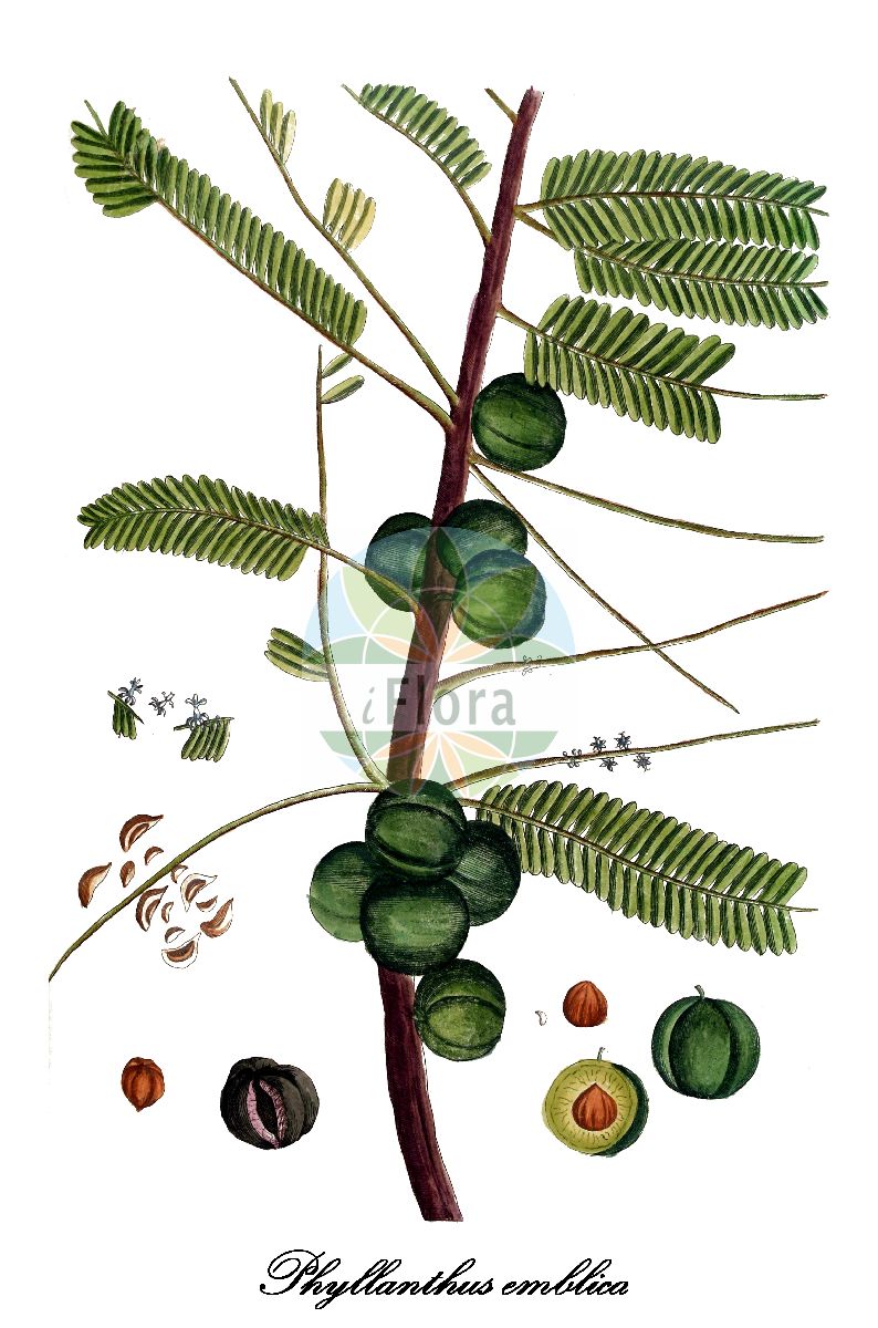 Phyllanthus emblica - Phyllanthaceae,Plantae,Pteridobiotina,Angiosperms,Malpighiales,Phyllanthaceae,Phyllanthus,Phyllanthus emblica,Cicca emblica, Cicca macrocarpa, Diasperus emblica, Diasperus pomiferus, Dichelactina nodicaulis, Emblica arborea, Emblica officinalis, Phyllanthus glomeratus, Phyllanthus mairei, Phyllanthus mimosifolius, Phyllanthus pomifer, Phyllanthus pomiferus, Phyllanthus taxifolius,Amblabaum;Mirobalanenbaum