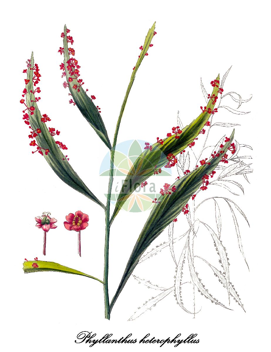 Phyllanthus andrachniformis - Phyllanthaceae,Plantae,Pteridobiotina,Angiosperms,Malpighiales,Phyllanthaceae,Phyllanthus,Phyllanthus andrachniformis,Diasperus heterophyllus, Phyllanthus heterophyllus, Phyllanthus incurvus