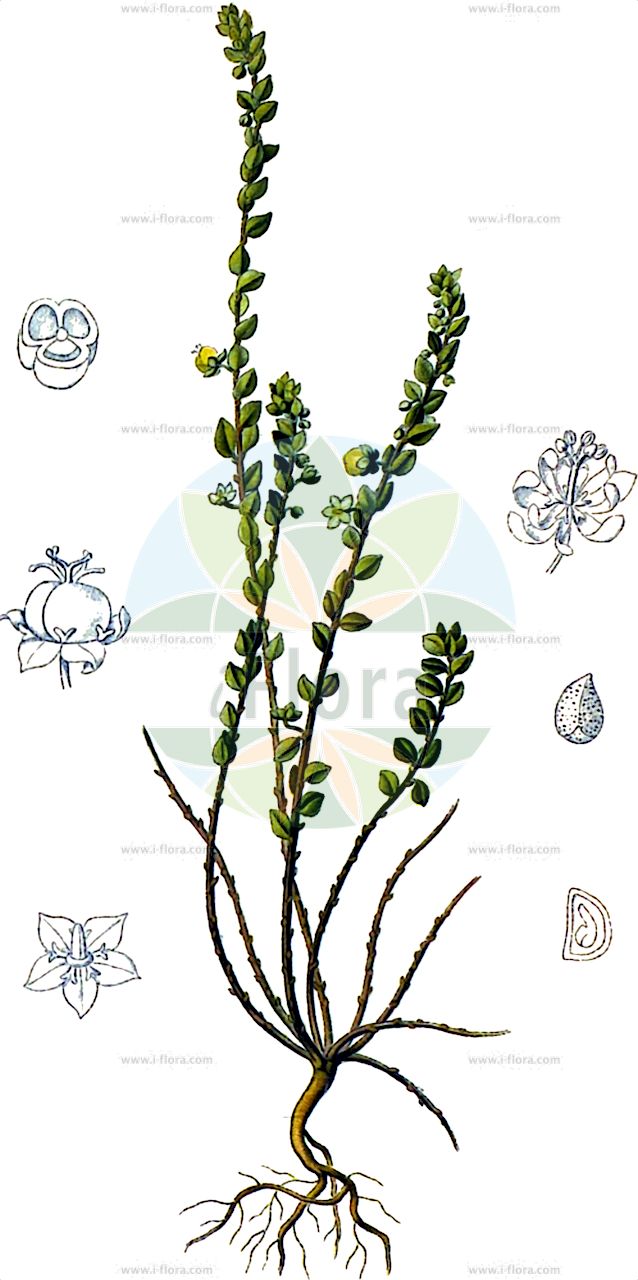 Andrachne telephioides - Phyllanthaceae,Plantae,Pteridobiotina,Angiosperms,Malpighiales,Phyllanthaceae,Andrachne,Andrachne telephioides,Andrachne asperula, Andrachne cretica, Andrachne nummulariifolia, Andrachne pojarkoviae, Andrachne rotundifolia, Andrachne telephioides subsp. oreocretensis, Andrachne telephioides var. brevifolia, Andrachne telephioides var. rotundifolia, Andrachne virescens, Andrachne virgatenuis, Andrachne vvedenskyi, Eraclissa hexagyna, Telephioides procumbens,Gewöhnliches Myrtenkraut;andrachne;andracne;porcellana greca;андрахна телефиевидная;duvarnohutu;andracne;sredozemni šer;андрахна телефієвидна;обикновено андрахне;sheluchit kerachat;שְׁלוּחִית קֵרַחַת;ανδράχνη