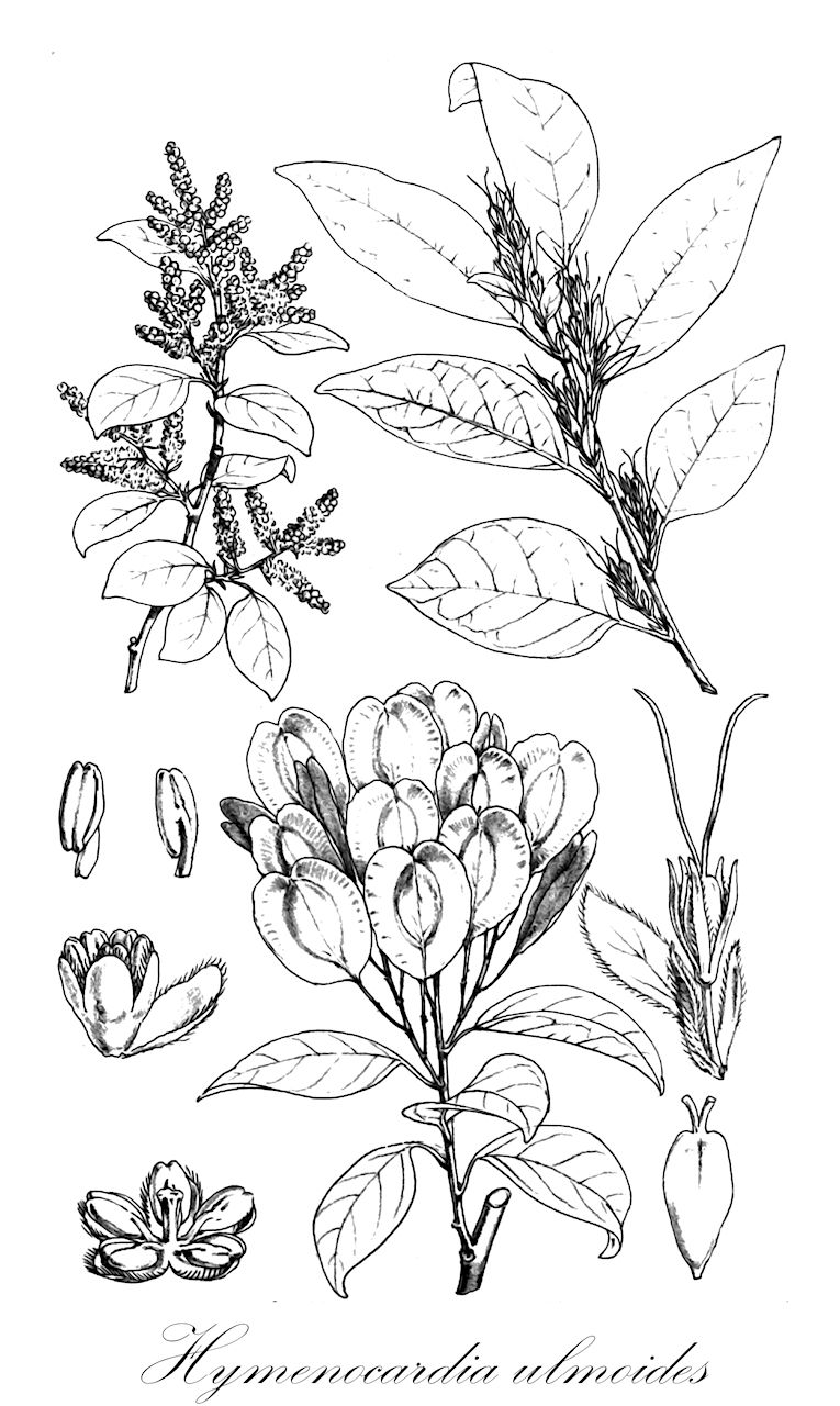 Hymenocardia ulmoides - Phyllanthaceae,Plantae,Pteridobiotina,Angiosperms,Malpighiales,Phyllanthaceae,Hymenocardia,Hymenocardia ulmoides,Hymenocardia capensis, Hymenocardia poggei, Hymenocardia similis, Hymenocardia ulmoides var. capensis, Hymenocardia ulmoides var. longistyla