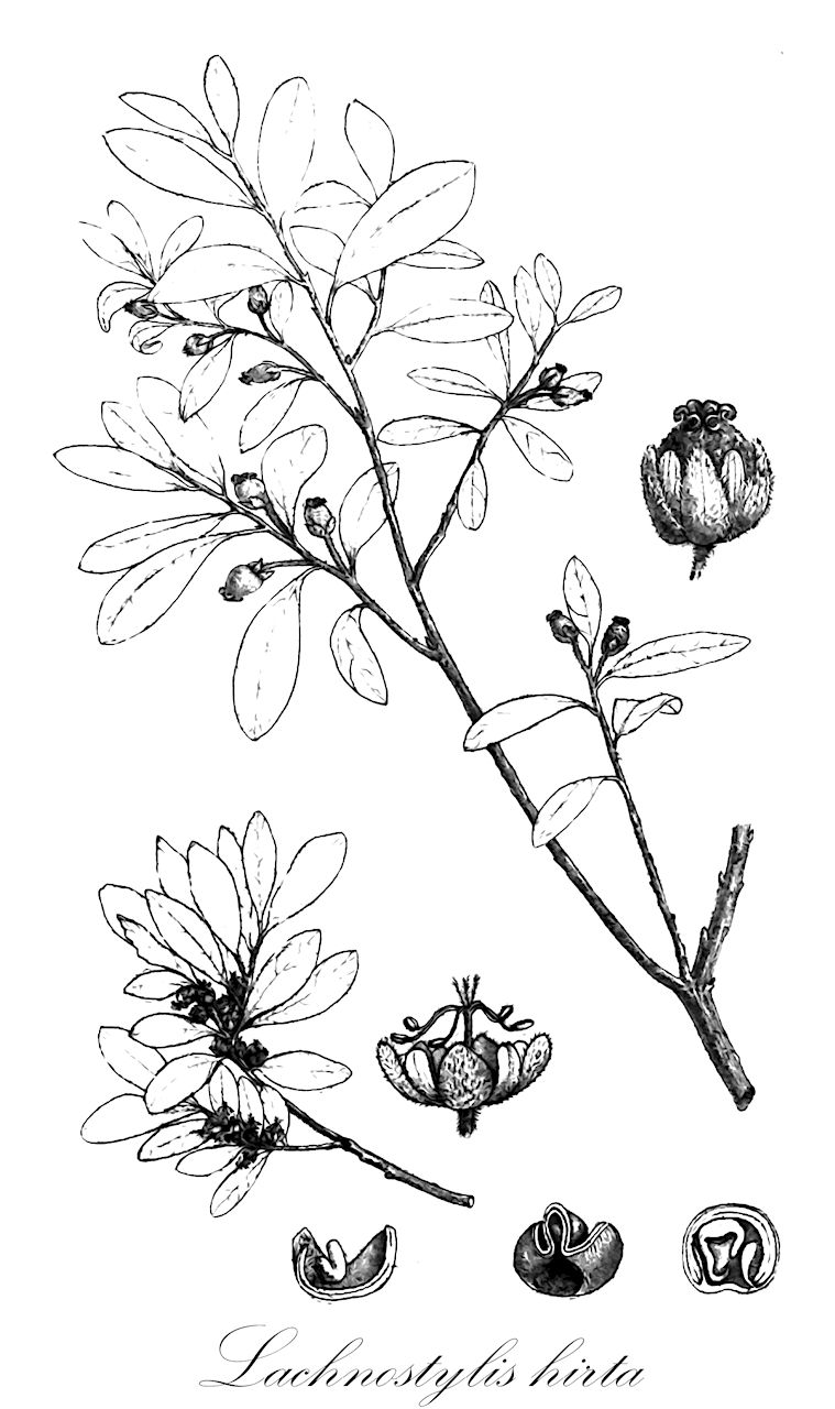 Lachnostylis hirta - Phyllanthaceae,Plantae,Pteridobiotina,Angiosperms,Malpighiales,Phyllanthaceae,Lachnostylis,Lachnostylis hirta,Clutia acuminata, Clutia acuminata, Clutia hirta, Clutia hirta, Discocarpus hirtus, Lachnostylis capensis, Lachnostylis hirta var. acuminata, Lachnostylis hirta var. genuina, Lachnostylis hirta var. minor, Lachnostylis minor