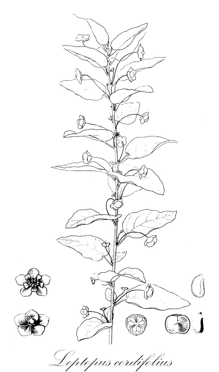 Leptopus cordifolius - Phyllanthaceae,Plantae,Pteridobiotina,Angiosperms,Malpighiales,Phyllanthaceae,Leptopus,Leptopus cordifolius,Andrachne cordifolia, Andrachne decaisneana, Arachne cordifolia, Phyllanthus cordifolius