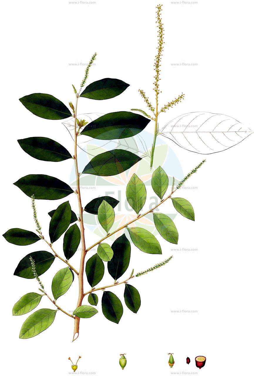 Antidesma acidum - Phyllanthaceae,Plantae,Pteridobiotina,Angiosperms,Malpighiales,Phyllanthaceae,Antidesma,Antidesma acidum,Antidesma diandrum, Antidesma diandrum, Antidesma diandrum f. javanicum, Antidesma diandrum var. genuinum, Antidesma diandrum var. javanicum, Antidesma diandrum var. lanceolatum, Antidesma diandrum var. ovatum, Antidesma diandrum var. parvifolium, Antidesma lanceolarium, Antidesma lanceolarium, Antidesma parviflorum, Antidesma sylvestre, Antidesma wallichianum, Stilago diandra, Stilago lanceolaria