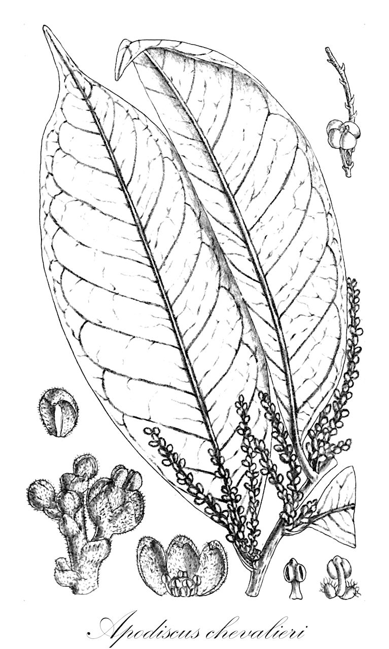 Apodiscus chevalieri - Phyllanthaceae,Plantae,Pteridobiotina,Angiosperms,Malpighiales,Phyllanthaceae,Apodiscus,Apodiscus chevalieri