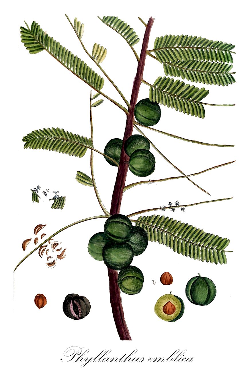 Phyllanthus emblica - Phyllanthaceae,Plantae,Pteridobiotina,Angiosperms,Malpighiales,Phyllanthaceae,Phyllanthus,Phyllanthus emblica,Cicca emblica, Cicca macrocarpa, Diasperus emblica, Diasperus pomiferus, Dichelactina nodicaulis, Emblica arborea, Emblica officinalis, Phyllanthus glomeratus, Phyllanthus mairei, Phyllanthus mimosifolius, Phyllanthus pomifer, Phyllanthus pomiferus, Phyllanthus taxifolius,Amblabaum;Mirobalanenbaum