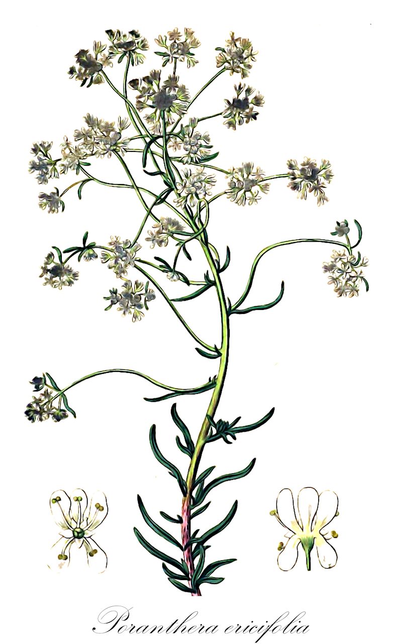 Poranthera ericifolia - Phyllanthaceae,Plantae,Pteridobiotina,Angiosperms,Malpighiales,Phyllanthaceae,Poranthera,Poranthera ericifolia,Poranthera ericifolia f. estriolata