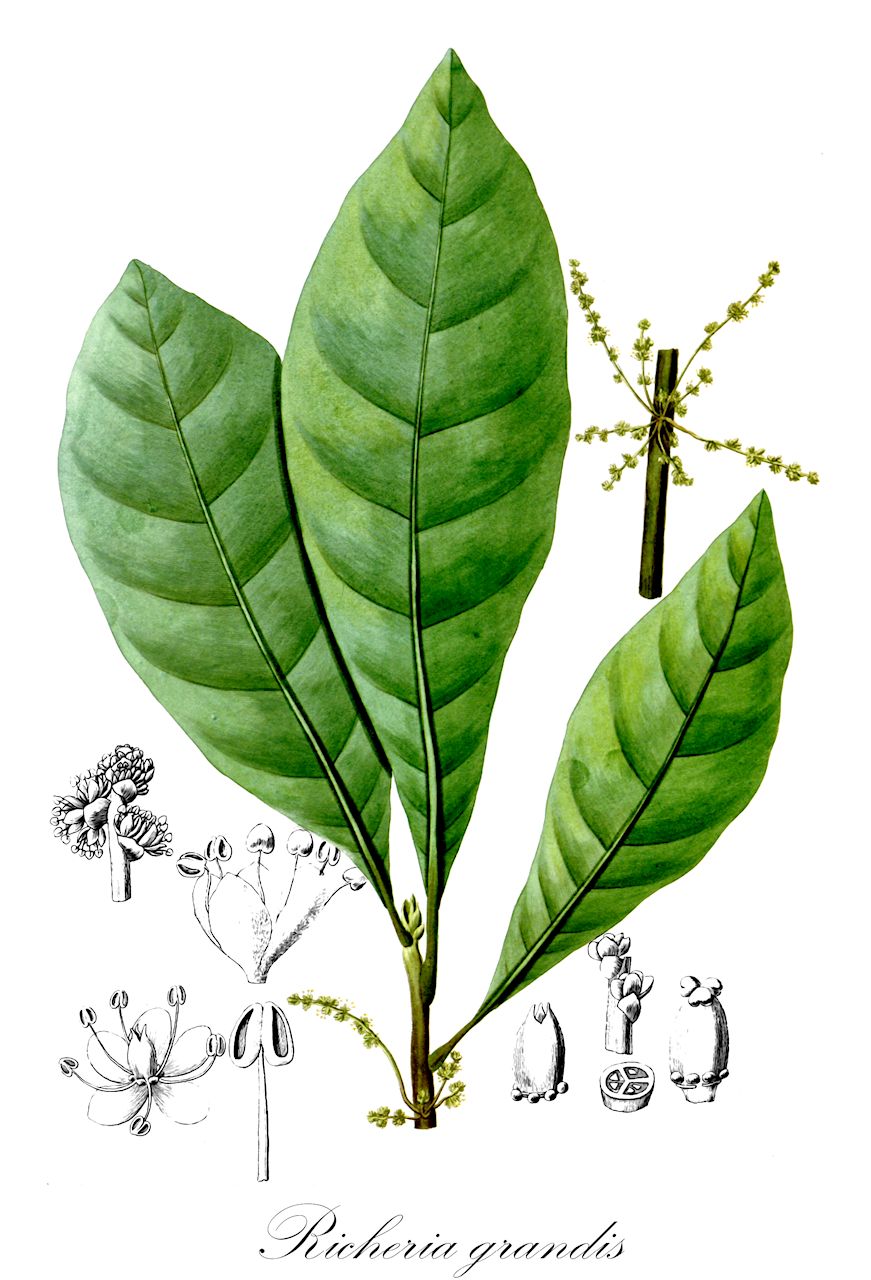 Richeria grandis - Phyllanthaceae,Plantae,Pteridobiotina,Angiosperms,Malpighiales,Phyllanthaceae,Richeria,Richeria grandis,Richeria grandis var. genuina, Richeria laurifolia