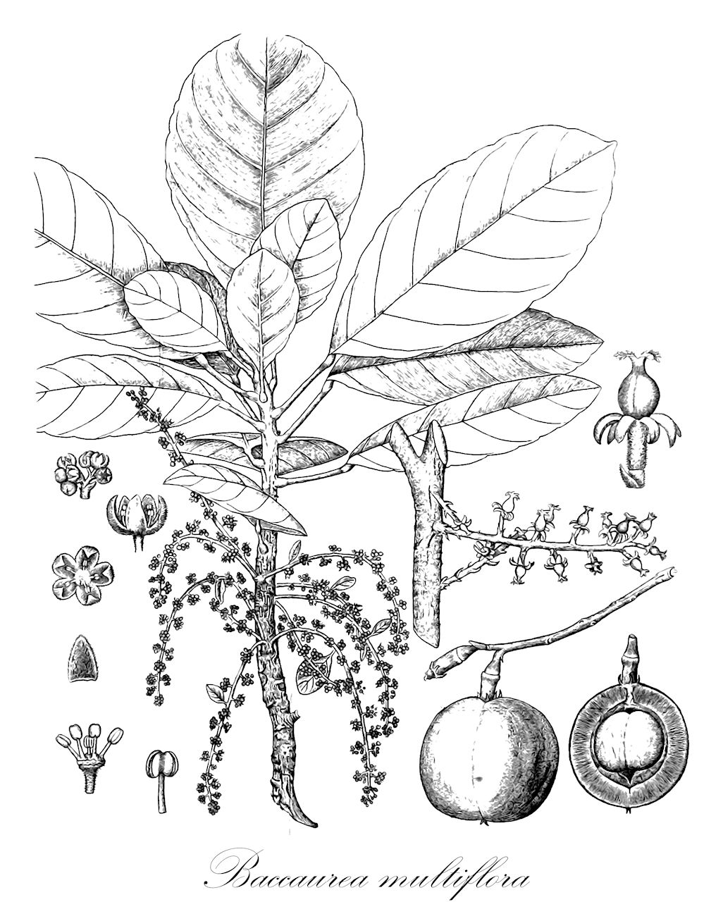 Baccaurea multiflora - Phyllanthaceae,Plantae,Pteridobiotina,Angiosperms,Malpighiales,Phyllanthaceae,Baccaurea,Baccaurea multiflora