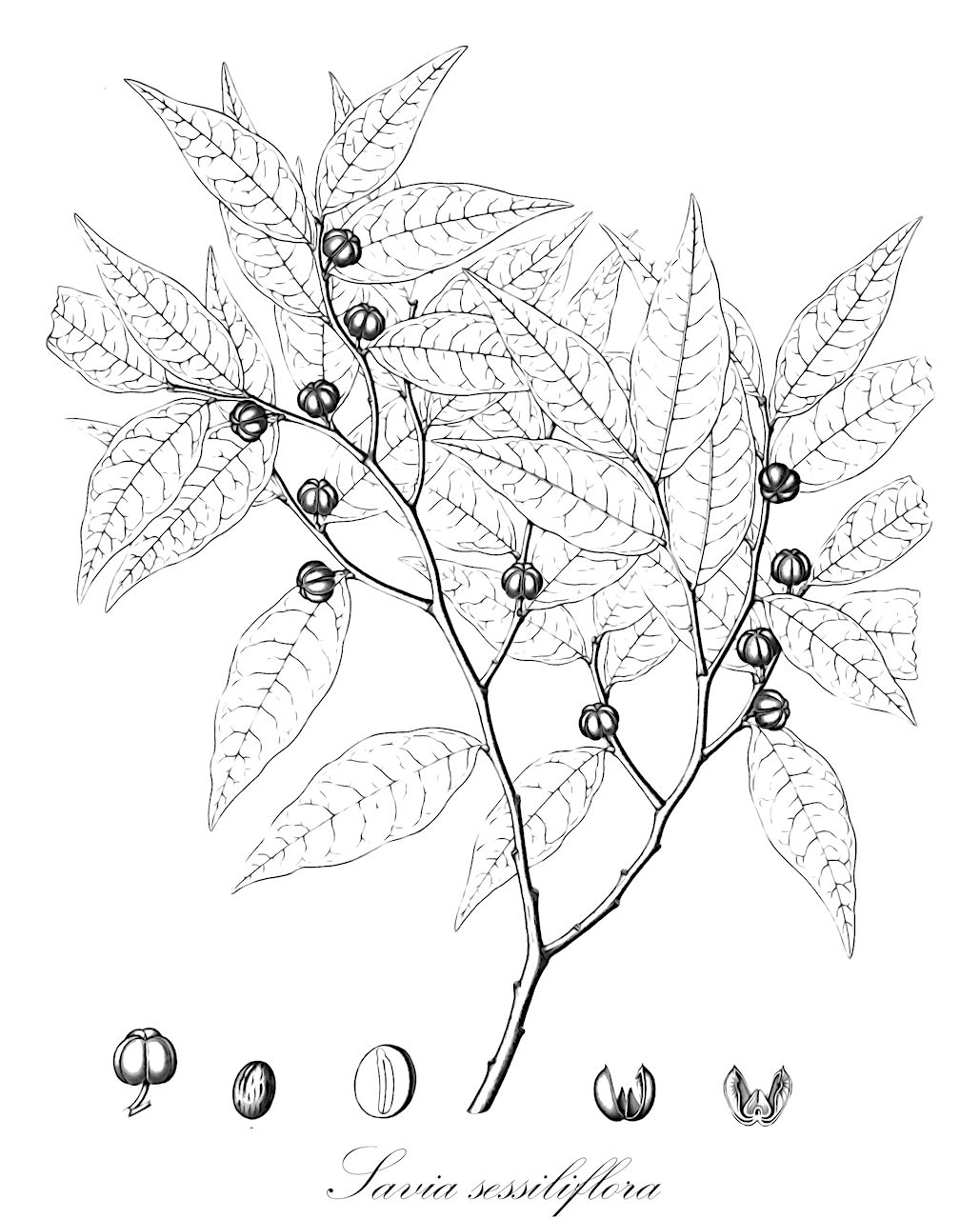 Savia sessiliflora - Phyllanthaceae,Plantae,Pteridobiotina,Angiosperms,Malpighiales,Phyllanthaceae,Savia,Savia sessiliflora,Croton sessiliflorus, Phyllanthus laurifolius, Phyllanthus pubiger, Phyllanthus pubigerus