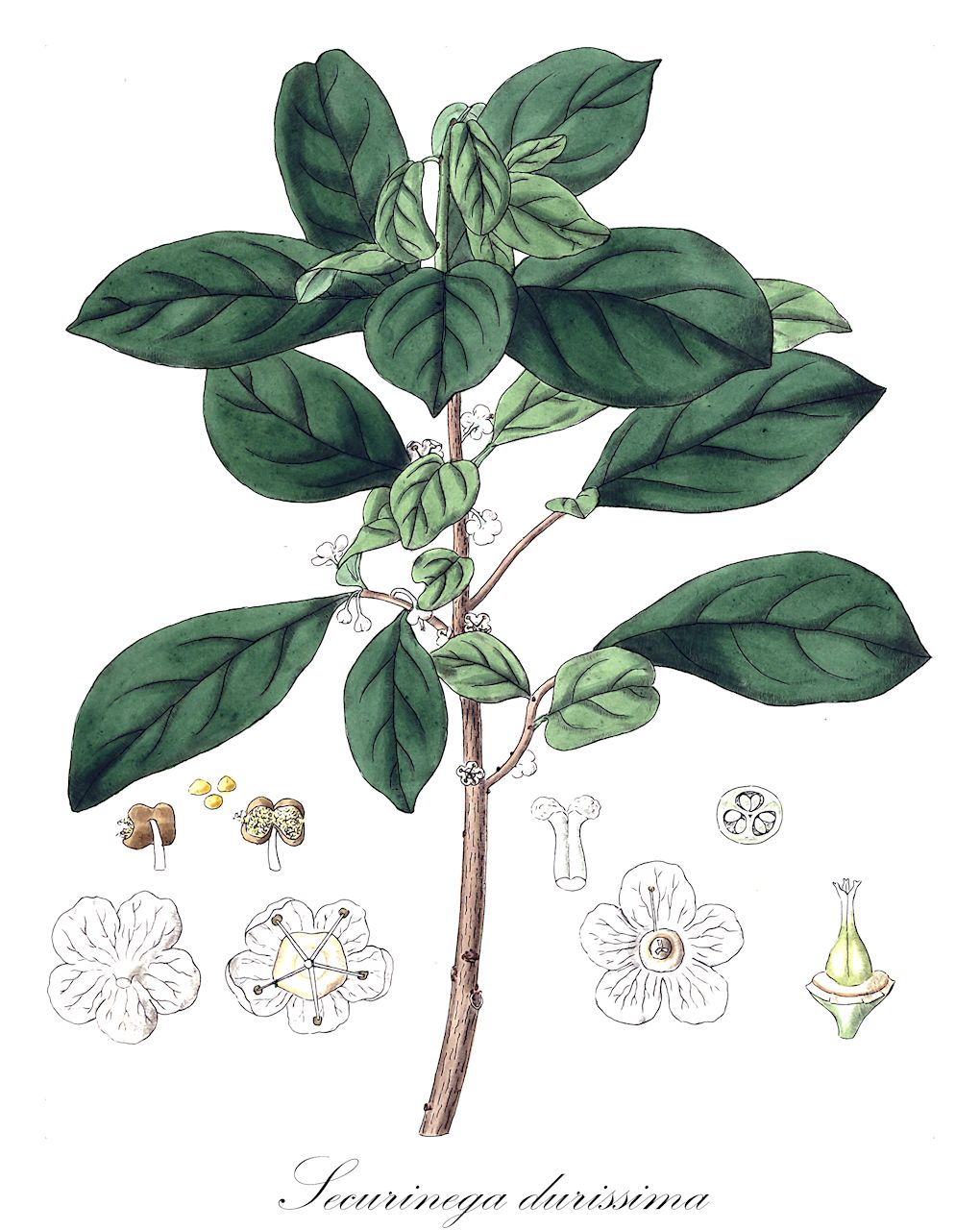 Securinega durissima - Phyllanthaceae,Plantae,Pteridobiotina,Angiosperms,Malpighiales,Phyllanthaceae,Securinega,Securinega durissima,Acidoton durissimus, Securinega commersonii, Securinega nitida