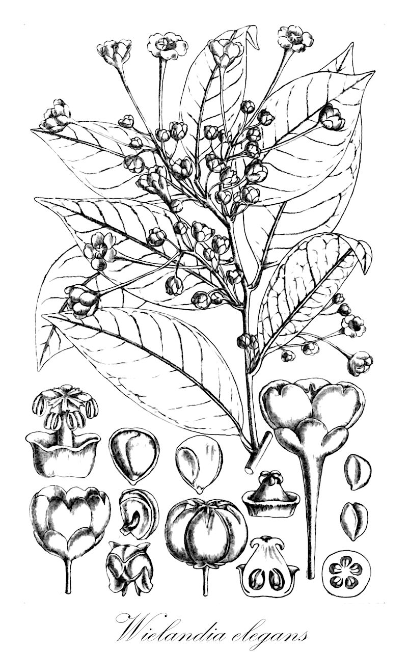 Wielandia elegans - Phyllanthaceae,Plantae,Pteridobiotina,Angiosperms,Malpighiales,Phyllanthaceae,Wielandia,Wielandia elegans,Savia elegans, Wielandia elegans var. perrieri