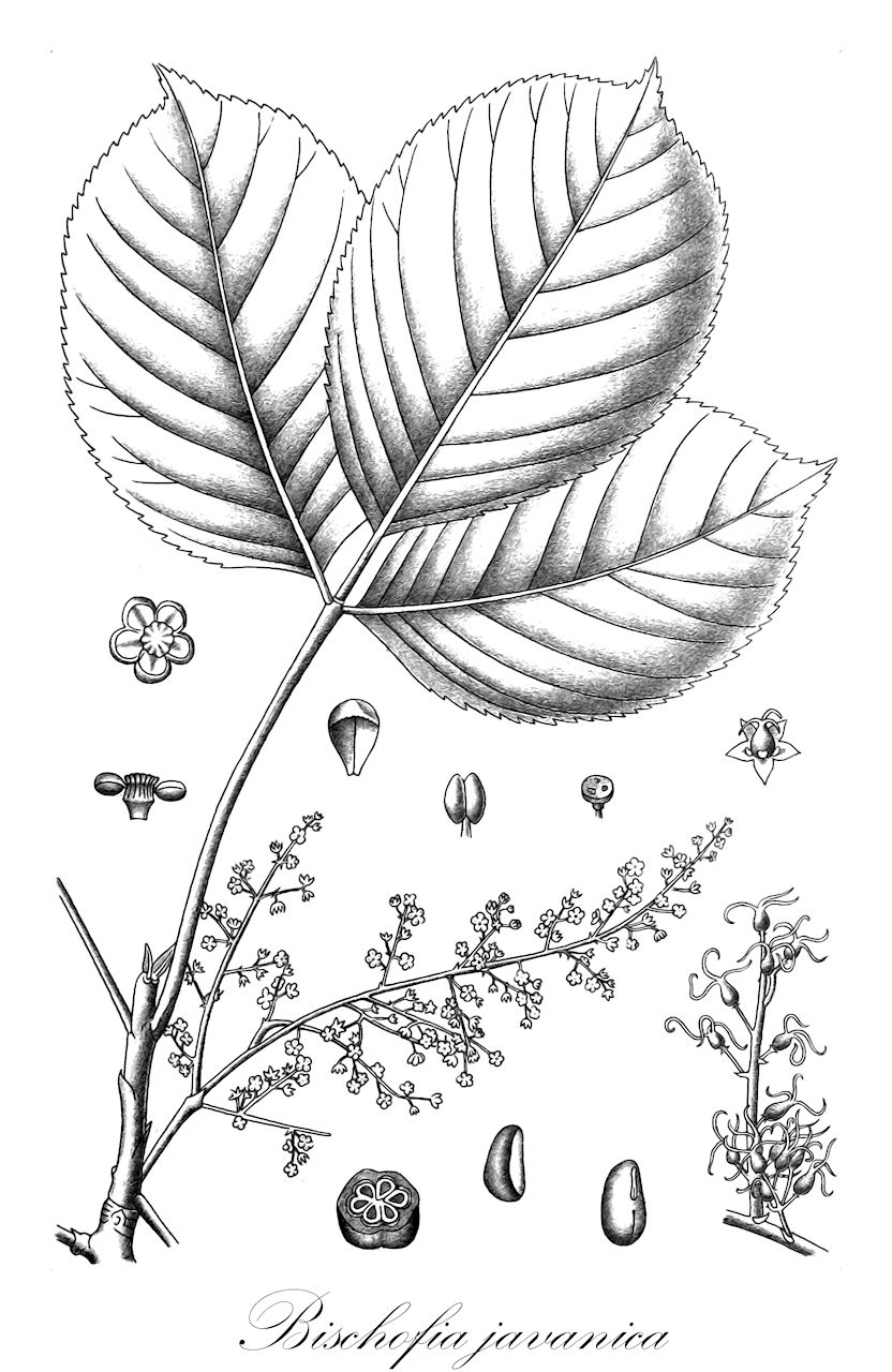 Bischofia javanica - Phyllanthaceae,Plantae,Pteridobiotina,Angiosperms,Malpighiales,Phyllanthaceae,Bischofia,Bischofia javanica,Andrachne apetala, Andrachne apetala, Andrachne trifoliata, Bischofia cummingiana, Bischofia javanica var. genuina, Bischofia javanica var. lanceolata, Bischofia javanica var. oblongifolia, Bischofia javanica var. toui, Bischofia leptopoda, Bischofia oblongifolia, Bischofia roeperiana, Bischofia toui, Bischofia trifoliata, Microelus roeperianus, Phyllanthus gymnanthus, Stylodiscus trifoliatus