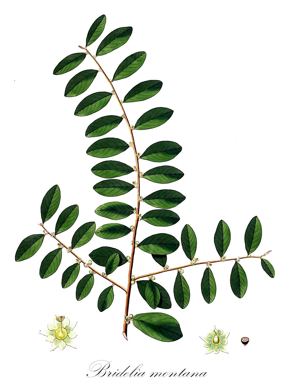 Bridelia montana - Phyllanthaceae,Plantae,Pteridobiotina,Angiosperms,Malpighiales,Phyllanthaceae,Bridelia,Bridelia montana,Andrachne elliptica, Bridelia hamiltoniana, Bridelia hamiltoniana var. genuina, Clutia montana