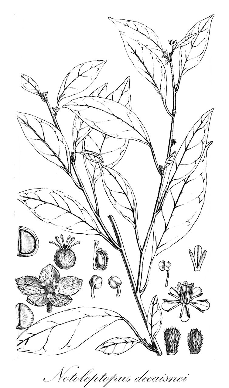 Notoleptopus decaisnei - Phyllanthaceae,Plantae,Pteridobiotina,Angiosperms,Malpighiales,Phyllanthaceae,Notoleptopus,Notoleptopus decaisnei,Andrachne decaisnei, Andrachne decaisnei var. orbicularis, Andrachne fruticosa, Andrachne fruticosa var. orbicularis, Andrachne orbicularis, Arachne decaisnei, Arachne fruticosa, Arachne orbicularis, Leptopus decaisnei, Leptopus decaisnei var. orbicularis, Leptopus dominianus, Leptopus orbicularis