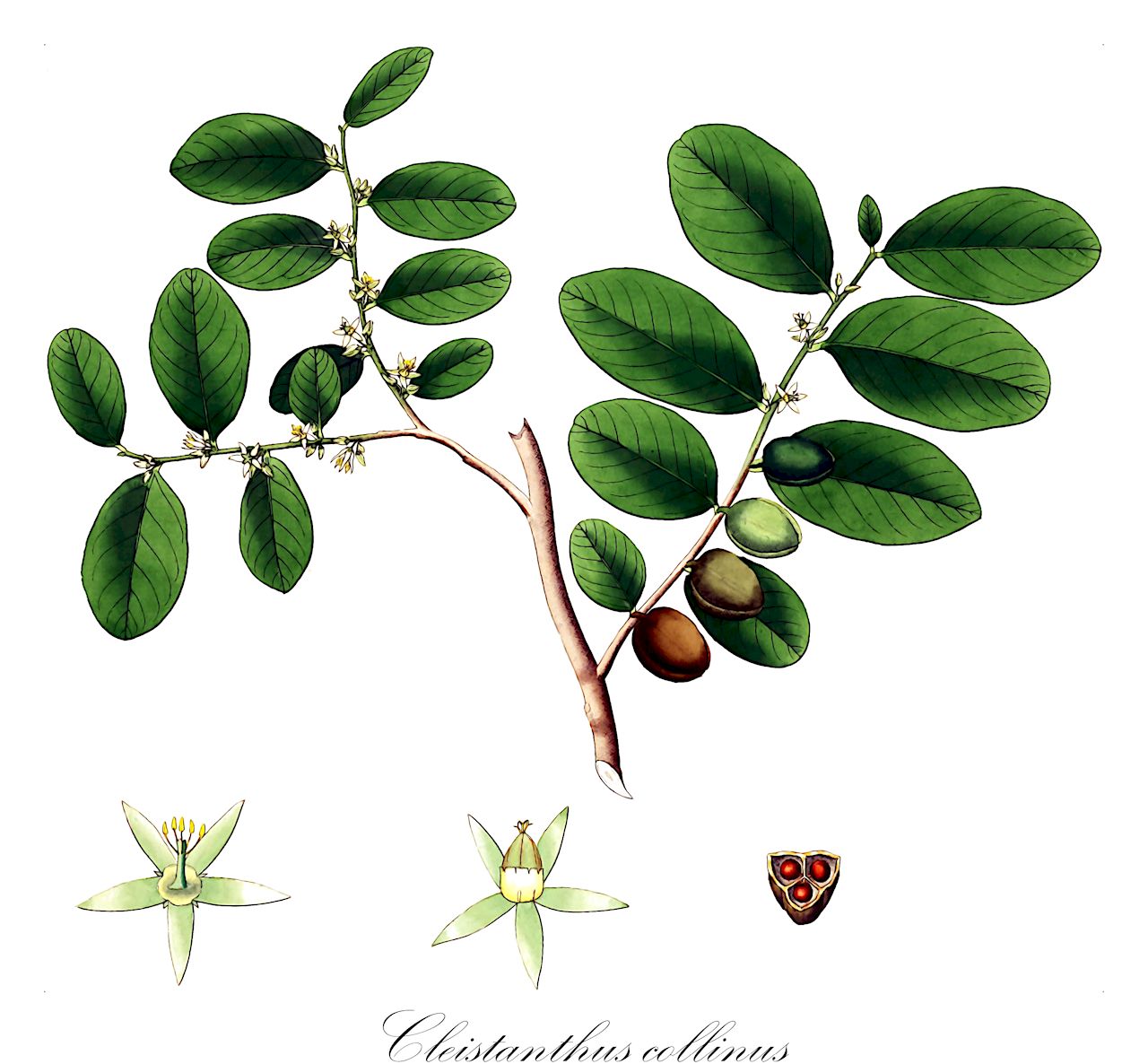 Cleistanthus collinus - Phyllanthaceae,Plantae,Pteridobiotina,Angiosperms,Malpighiales,Phyllanthaceae,Cleistanthus,Cleistanthus collinus,Amanoa collina, Andrachne cadishaco, Andrachne cadishaco, Andrachne orbiculata, Bridelia collina, Cleistanthus collinus, Clutia collina, Emblica palasis, Lebidieropsis collina, Lebidieropsis orbiculata, Lebidieropsis orbiculata var. collina, Lebidieropsis orbiculata var. lambertii
