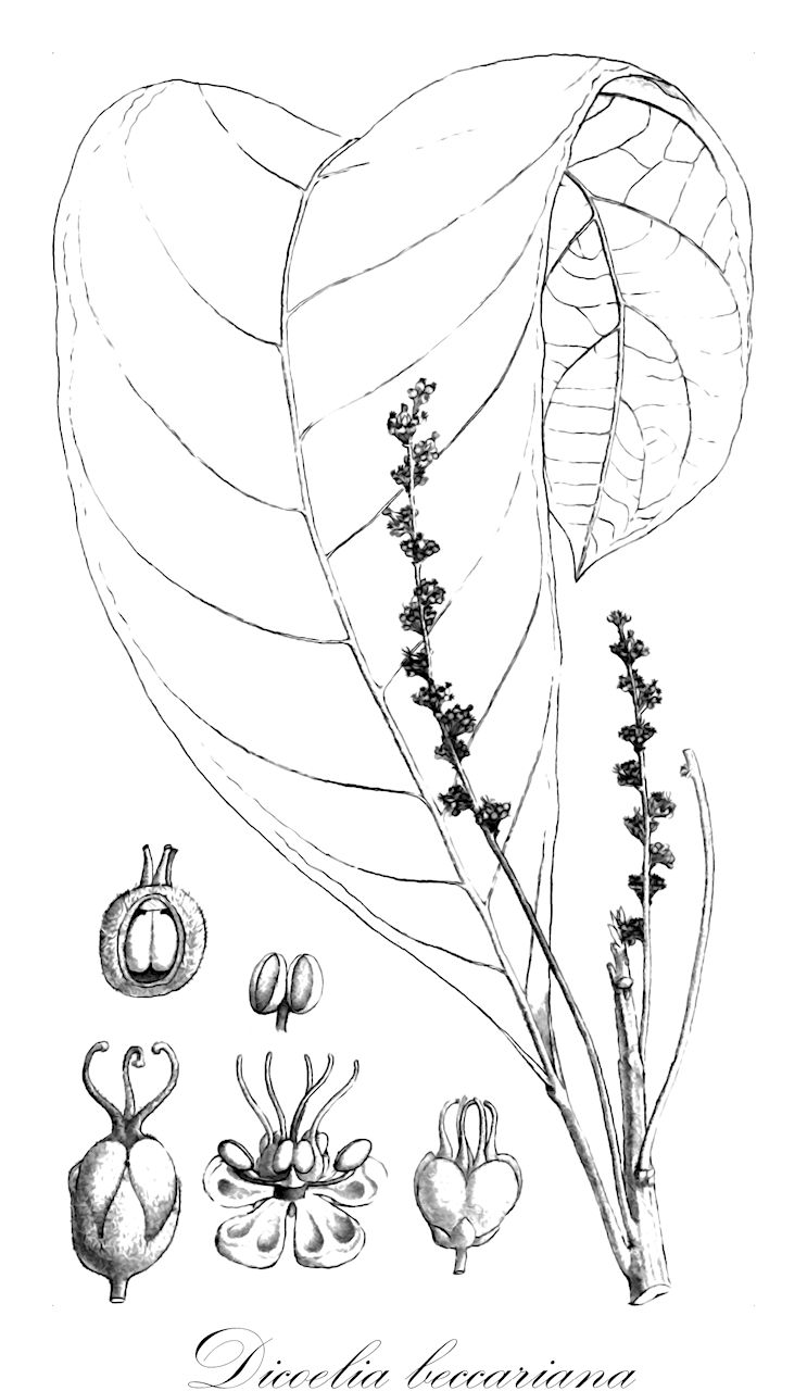 Dicoelia beccariana - Phyllanthaceae,Plantae,Pteridobiotina,Angiosperms,Malpighiales,Phyllanthaceae,Dicoelia,Dicoelia beccariana,Dicoelia affinis
