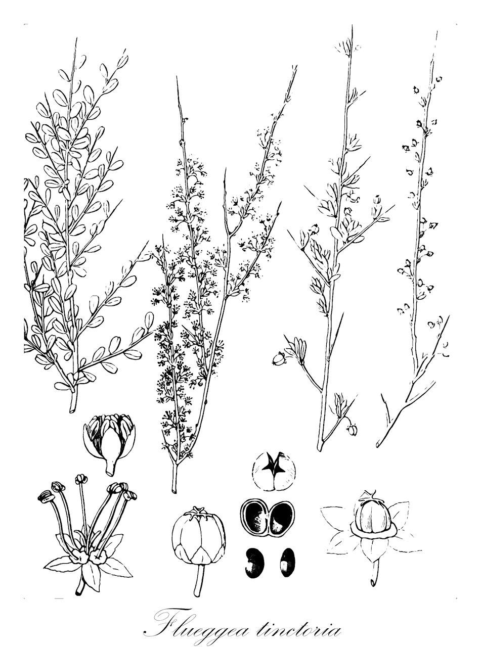 Flueggea tinctoria - Phyllanthaceae,Plantae,Pteridobiotina,Angiosperms,Malpighiales,Phyllanthaceae,Flueggea,Flueggea tinctoria,Acidoton buxifolius, Adelia virgata, Colmeiroa buxifolia, Rhamnus tinctoria, Securinega buxifolia, Securinega tinctoria, Securinega virgata, Villanova buxifolia,espino de escobas;tamujo;tarmujo;tamujo;tamuxo