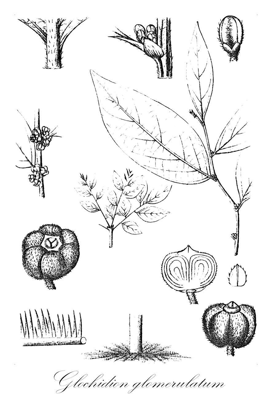 Glochidion glomerulatum - Phyllanthaceae,Plantae,Pteridobiotina,Angiosperms,Malpighiales,Phyllanthaceae,Glochidion,Glochidion glomerulatum,Agyneia glomerulata, Bridelia heterantha, Diasperus glomerulatus, Diasperus heteranthus, Diasperus nanogynus, Glochidion nanogynum, Glochidion palustre, Phyllanthus glomerulatus, Phyllanthus nanogynus