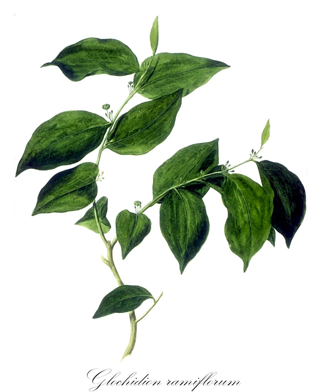 Glochidion ramiflorum - Phyllanthaceae,Bradleia glochidion, Diasperus ramiflorus, Glochidion tannaense, Glochidion uniflorum, Phyllanthus ramiflorus,Plantae,Pteridobiotina,Angiosperms,Malpighiales,Phyllanthaceae,Glochidion,Glochidion ramiflorum