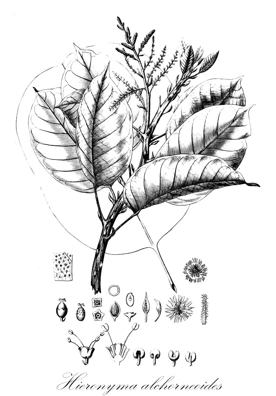 Hieronyma alchorneoides - Phyllanthaceae,Plantae,Pteridobiotina,Angiosperms,Malpighiales,Phyllanthaceae,Hieronyma,Hieronyma alchorneoides,Hieronyma alchorneoides var. alchorneoides, Hieronyma alchorneoides var. stipulosa, Hieronyma caribaea, Hieronyma chocoensis, Hieronyma ferruginea, Hieronyma heterotricha, Hieronyma laxiflora, Hieronyma mattogrossensis, Hieronyma mollis, Hieronyma ovatifolia, Hieronyma peruviana, Stilaginella amazonica, Stilaginella ferruginea, Stilaginella laxiflora