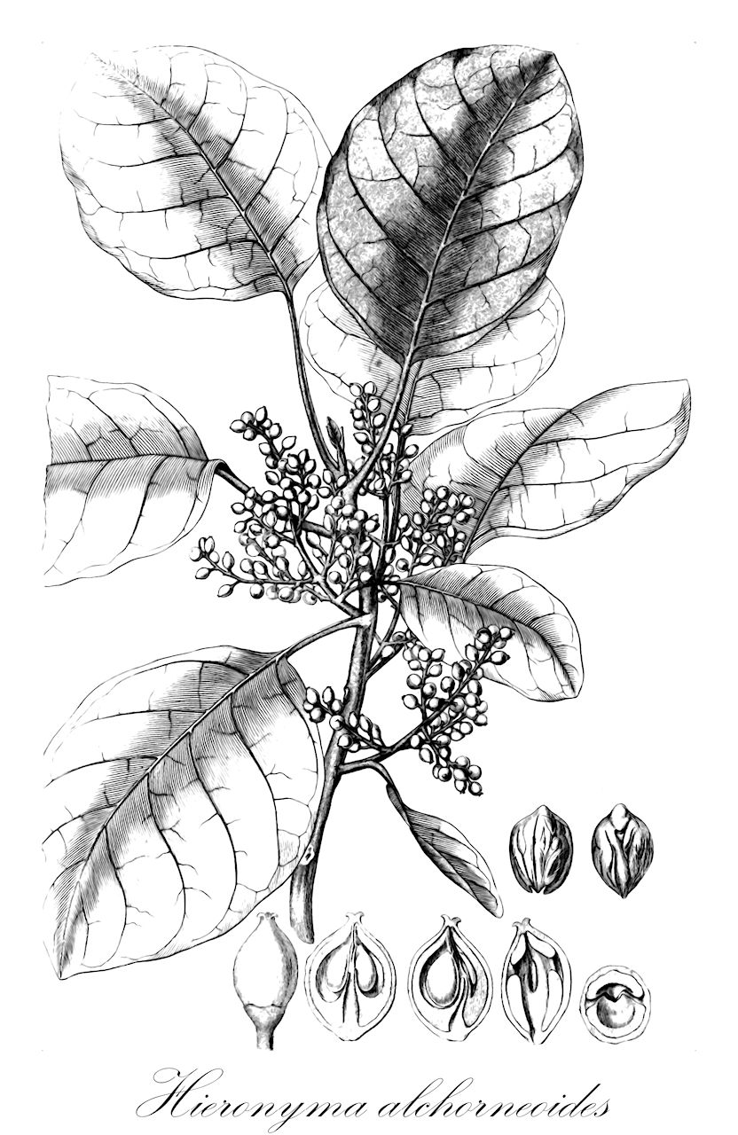Hieronyma alchorneoides - Phyllanthaceae,Plantae,Pteridobiotina,Angiosperms,Malpighiales,Phyllanthaceae,Hieronyma,Hieronyma alchorneoides,Hieronyma alchorneoides var. alchorneoides, Hieronyma alchorneoides var. stipulosa, Hieronyma caribaea, Hieronyma chocoensis, Hieronyma ferruginea, Hieronyma heterotricha, Hieronyma laxiflora, Hieronyma mattogrossensis, Hieronyma mollis, Hieronyma ovatifolia, Hieronyma peruviana, Stilaginella amazonica, Stilaginella ferruginea, Stilaginella laxiflora