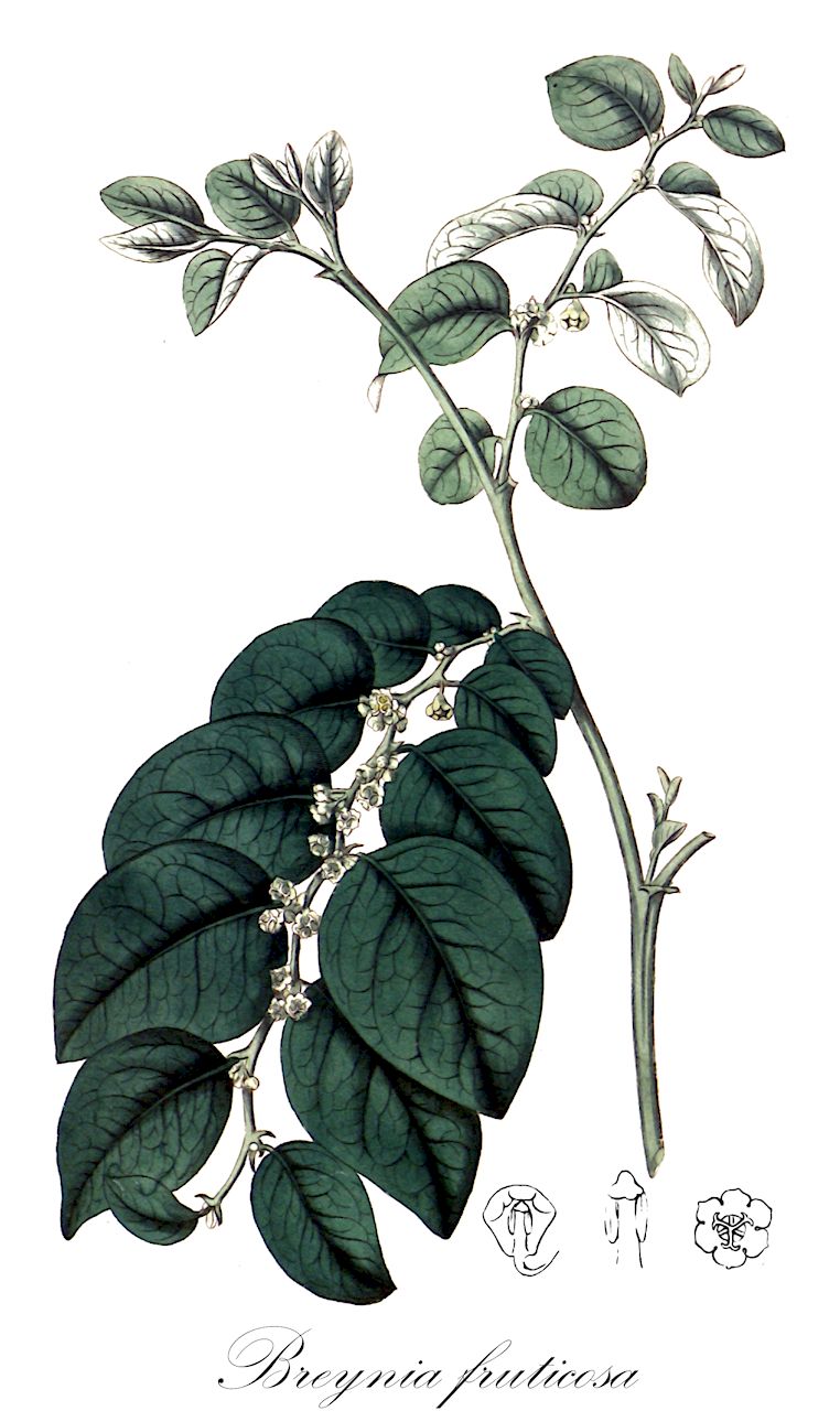 Breynia fruticosa - Phyllanthaceae,Plantae,Pteridobiotina,Angiosperms,Malpighiales,Phyllanthaceae,Breynia,Breynia fruticosa,Andrachne fruticosa, Melanthesa chinensis, Melanthesa glaucescens, Phyllanthus introductus, Phyllanthus lucens, Phyllanthus simsianus, Phyllanthus turbinatus