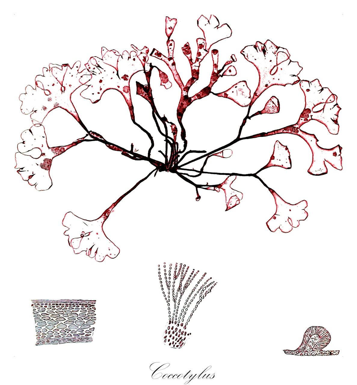 Coccotylus - Phyllophoraceae,Biota,Plantae,Rhodophyta,Eurhodophytina,Florideophyceae,Gigartinales,Phyllophoraceae,Coccotylus,Actinococcus