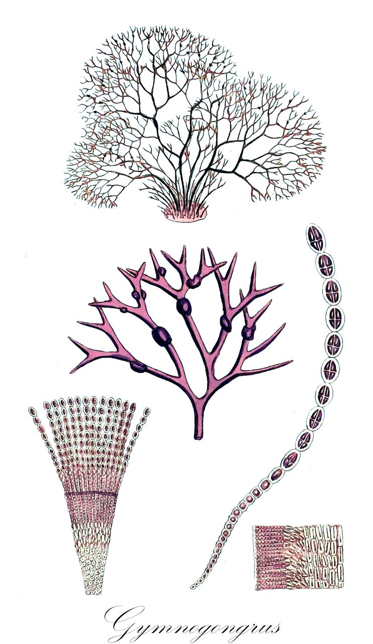 Gymnogongrus - Phyllophoraceae,Biota,Plantae,Rhodophyta,Eurhodophytina,Florideophyceae,Gigartinales,Phyllophoraceae,Gymnogongrus,Oncotylus, Pachycarpus, Strangfordia