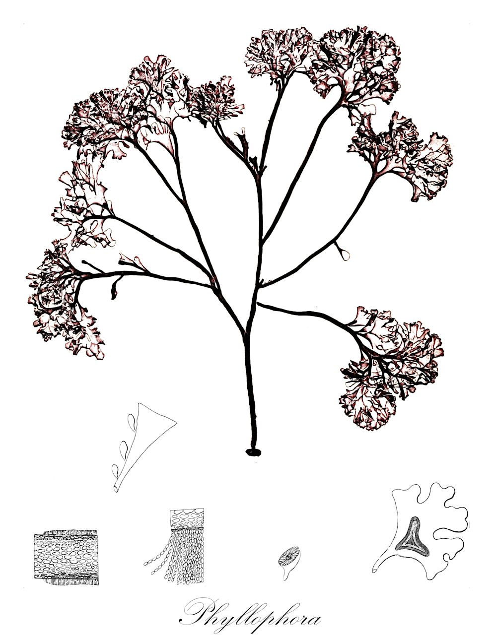 Phyllophora - Phyllophoraceae,Biota,Plantae,Rhodophyta,Eurhodophytina,Florideophyceae,Gigartinales,Phyllophoraceae,Phyllophora,Colacolepis, Phyllotylus, Prolifera