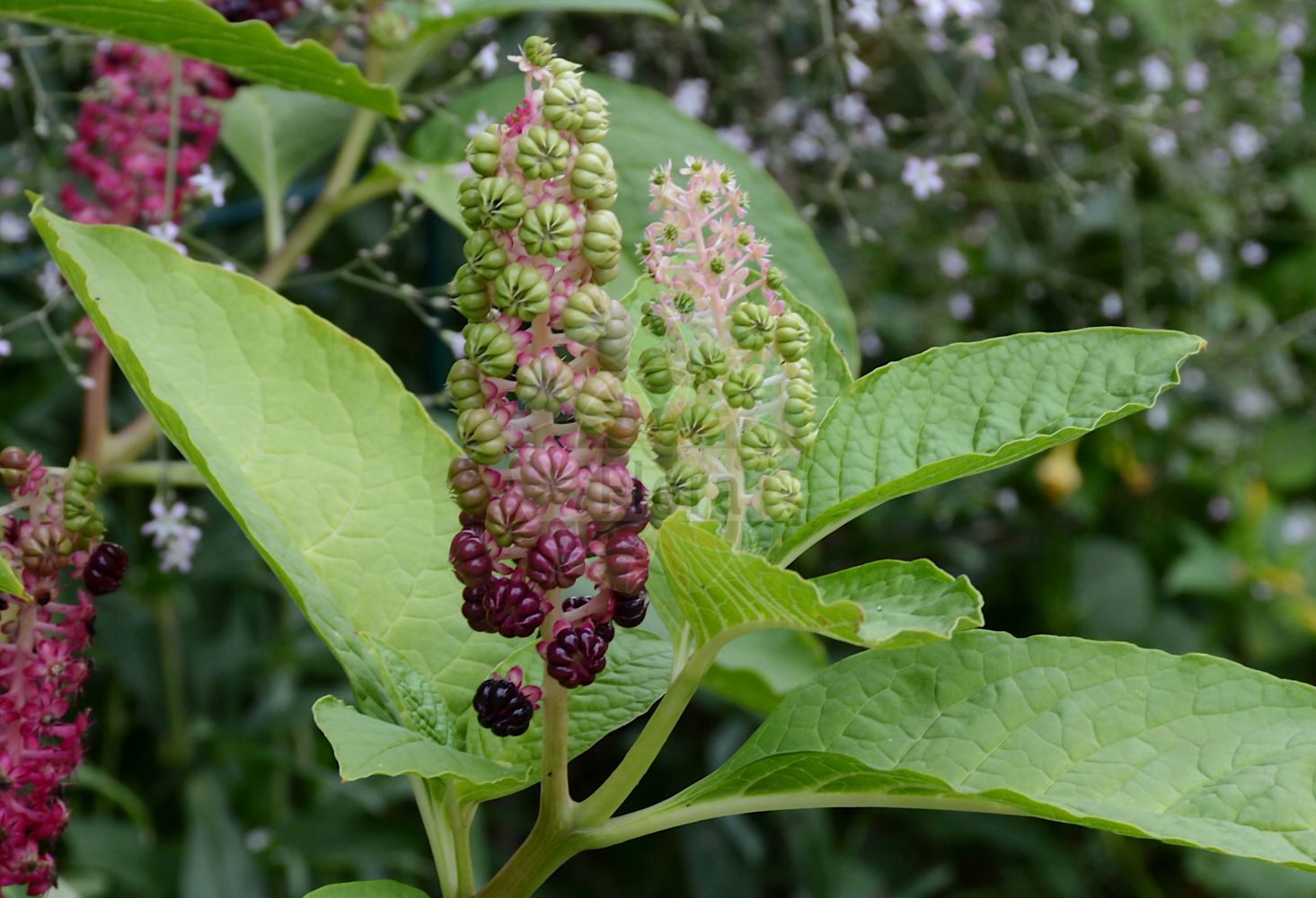 Phytolacca acinosa - Phytolaccaceae,Plantae,Pteridobiotina,Angiosperms,Caryophyllales,Phytolaccaceae,Phytolacca,Phytolacca acinosa,Phytolacca pekinensis,Asiatische Kermesbeere;Essbare Kermesbeere;Achtmännige Kermesbeere;indian pokeweed;indian pokeberry;Raisin d'Amérique comestible;phytolaque d'Orient;Cremesina uva turca esculenta;oosterse karmozijnbes;лаконос виноградный;лаконос костянковый;лаконос многоплодниковый;лаконос съедобный;лаконос ягодный;фитолакка костянковая;фитолакка съедобная;kermesbär;Asiatisk kermesbær;yamagobô;ヤマゴボウ;kínai alkörmös;líčidlo jedlé;líčidlovka jedlá;kermesbær;keermesmarja;shāng liù;商陆