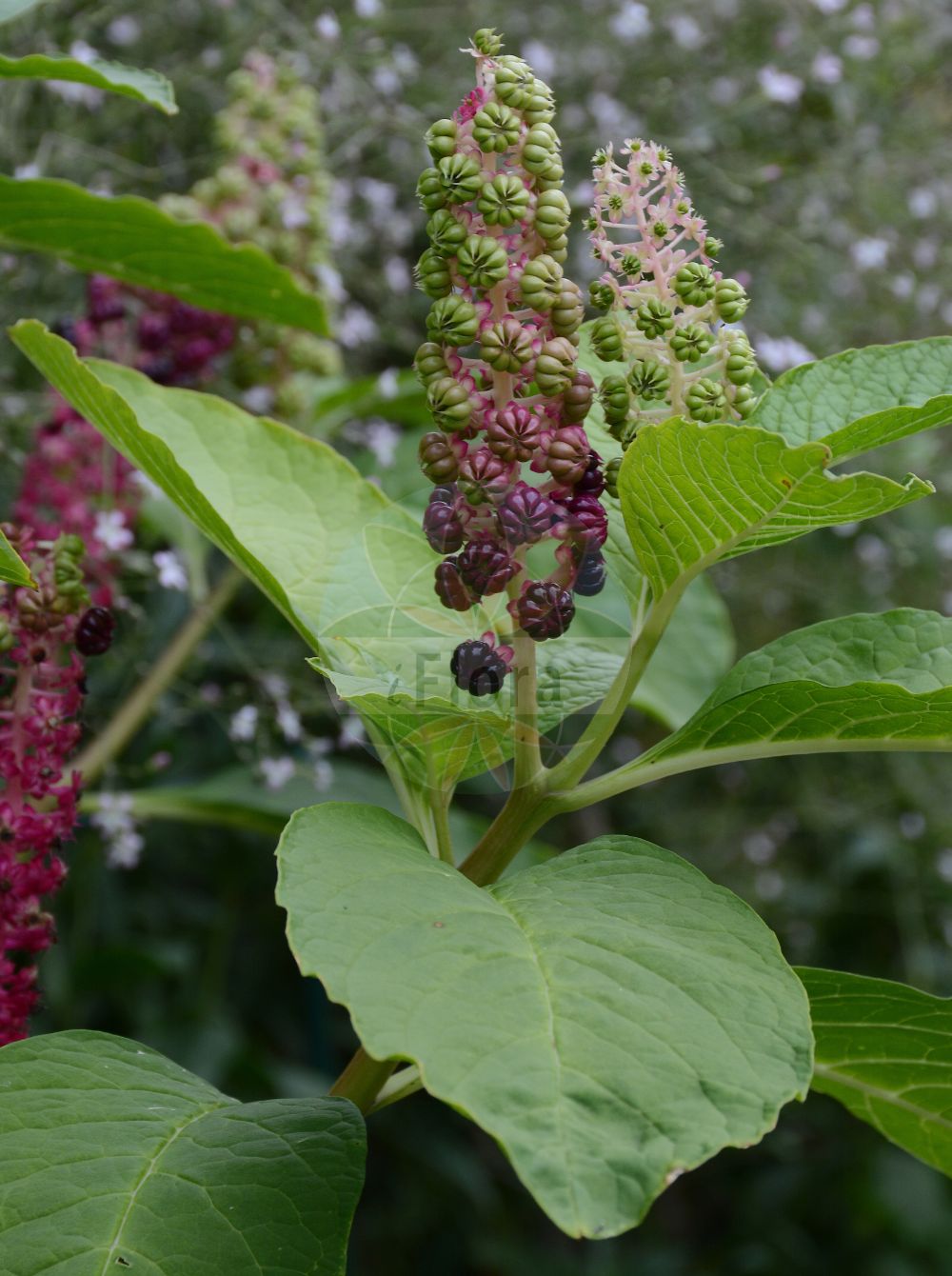 Phytolacca acinosa - Phytolaccaceae,Plantae,Pteridobiotina,Angiosperms,Caryophyllales,Phytolaccaceae,Phytolacca,Phytolacca acinosa,Phytolacca pekinensis,Asiatische Kermesbeere;Essbare Kermesbeere;Achtmännige Kermesbeere;indian pokeweed;indian pokeberry;Raisin d'Amérique comestible;phytolaque d'Orient;Cremesina uva turca esculenta;oosterse karmozijnbes;лаконос виноградный;лаконос костянковый;лаконос многоплодниковый;лаконос съедобный;лаконос ягодный;фитолакка костянковая;фитолакка съедобная;kermesbär;Asiatisk kermesbær;yamagobô;ヤマゴボウ;kínai alkörmös;líčidlo jedlé;líčidlovka jedlá;kermesbær;keermesmarja;shāng liù;商陆