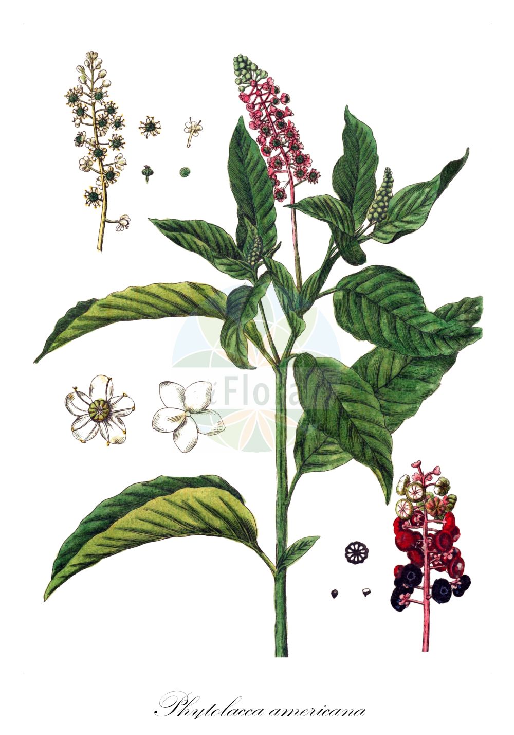 Phytolacca americana - Phytolaccaceae,Plantae,Pteridobiotina,Angiosperms,Caryophyllales,Phytolaccaceae,Phytolacca,Phytolacca americana,Phytolacca americana var. americana, Phytolacca decandra,Amerikanische Kermesbeere;Zehnmännige Kermesbeere;pokeweed;poke;pokeberry;Raisin d'Amérique;laque;phytolacca américain;phytolaque à dix étamines;phytolaque américaine;phytolaque d'Amérique;uvas de America;hierba carmin;carmesin de oblea;ombu;carmesín de oblea;hierba carmín;ombú;uvas de América;espinacas de América;fitolaca;grana encarnada;granilla;tintilla;uvas de Indias;Cremesina uva turca;fitolacca;uva d'America;erba carmesina;cremesina uva-turca;uva di colorare;karmozijnbes;westerse karmozijnbes;fruto-de-pombo;caruru-de-cacho;uva-de-tinta;baga-noiva;erva-dos-cachos-de-índia;erva-dos-cancros;gaia-moça;tintureira;uva-da-américa;uva-dos-tintureiros;vermelhão;лаконос американский;şekerciboyası;çapezë;raïm de moro;američki kermes;kermesbär;asiatisk kermesbær;yôshu-yama-gobô;amerika-yama-gobô;アメリカヤマゴボウ;ヨウシユヤマゴボウ;navadna barvilnica;amerikai alkörmös;líčidlo americké;cîrmîz;líčidlo americké;лаконос американський;американски лаконос;лаконос;америчка винобоја;гроздасти кермес;fitolakah amerikanit;פִיטוֹלָקָה אָמֵרִיקָנִית;αυριοσταφιδα;chuí xù shāng liù;垂序商陆