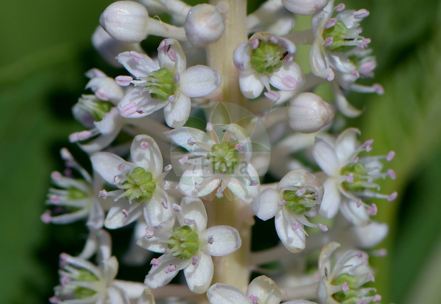 Phytolacca acinosa - Phytolaccaceae,Plantae,Pteridobiotina,Angiosperms,Caryophyllales,Phytolaccaceae,Phytolacca,Phytolacca acinosa,Phytolacca pekinensis,Asiatische Kermesbeere;Essbare Kermesbeere;Achtmännige Kermesbeere;indian pokeweed;indian pokeberry;Raisin d'Amérique comestible;phytolaque d'Orient;Cremesina uva turca esculenta;oosterse karmozijnbes;лаконос виноградный;лаконос костянковый;лаконос многоплодниковый;лаконос съедобный;лаконос ягодный;фитолакка костянковая;фитолакка съедобная;kermesbär;Asiatisk kermesbær;yamagobô;ヤマゴボウ;kínai alkörmös;líčidlo jedlé;líčidlovka jedlá;kermesbær;keermesmarja;shāng liù;商陆