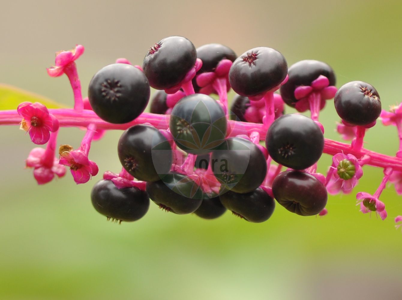 Phytolacca americana - Phytolaccaceae,Plantae,Pteridobiotina,Angiosperms,Caryophyllales,Phytolaccaceae,Phytolacca,Phytolacca americana,Phytolacca americana var. americana, Phytolacca decandra,Amerikanische Kermesbeere;Zehnmännige Kermesbeere;pokeweed;poke;pokeberry;Raisin d'Amérique;laque;phytolacca américain;phytolaque à dix étamines;phytolaque américaine;phytolaque d'Amérique;uvas de America;hierba carmin;carmesin de oblea;ombu;carmesín de oblea;hierba carmín;ombú;uvas de América;espinacas de América;fitolaca;grana encarnada;granilla;tintilla;uvas de Indias;Cremesina uva turca;fitolacca;uva d'America;erba carmesina;cremesina uva-turca;uva di colorare;karmozijnbes;westerse karmozijnbes;fruto-de-pombo;caruru-de-cacho;uva-de-tinta;baga-noiva;erva-dos-cachos-de-índia;erva-dos-cancros;gaia-moça;tintureira;uva-da-américa;uva-dos-tintureiros;vermelhão;лаконос американский;şekerciboyası;çapezë;raïm de moro;američki kermes;kermesbär;asiatisk kermesbær;yôshu-yama-gobô;amerika-yama-gobô;アメリカヤマゴボウ;ヨウシユヤマゴボウ;navadna barvilnica;amerikai alkörmös;líčidlo americké;cîrmîz;líčidlo americké;лаконос американський;американски лаконос;лаконос;америчка винобоја;гроздасти кермес;fitolakah amerikanit;פִיטוֹלָקָה אָמֵרִיקָנִית;αυριοσταφιδα;chuí xù shāng liù;垂序商陆