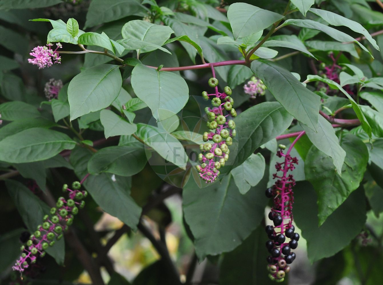 Phytolacca americana - Phytolaccaceae,Plantae,Pteridobiotina,Angiosperms,Caryophyllales,Phytolaccaceae,Phytolacca,Phytolacca americana,Phytolacca americana var. americana, Phytolacca decandra,Amerikanische Kermesbeere;Zehnmännige Kermesbeere;pokeweed;poke;pokeberry;Raisin d'Amérique;laque;phytolacca américain;phytolaque à dix étamines;phytolaque américaine;phytolaque d'Amérique;uvas de America;hierba carmin;carmesin de oblea;ombu;carmesín de oblea;hierba carmín;ombú;uvas de América;espinacas de América;fitolaca;grana encarnada;granilla;tintilla;uvas de Indias;Cremesina uva turca;fitolacca;uva d'America;erba carmesina;cremesina uva-turca;uva di colorare;karmozijnbes;westerse karmozijnbes;fruto-de-pombo;caruru-de-cacho;uva-de-tinta;baga-noiva;erva-dos-cachos-de-índia;erva-dos-cancros;gaia-moça;tintureira;uva-da-américa;uva-dos-tintureiros;vermelhão;лаконос американский;şekerciboyası;çapezë;raïm de moro;američki kermes;kermesbär;asiatisk kermesbær;yôshu-yama-gobô;amerika-yama-gobô;アメリカヤマゴボウ;ヨウシユヤマゴボウ;navadna barvilnica;amerikai alkörmös;líčidlo americké;cîrmîz;líčidlo americké;лаконос американський;американски лаконос;лаконос;америчка винобоја;гроздасти кермес;fitolakah amerikanit;פִיטוֹלָקָה אָמֵרִיקָנִית;αυριοσταφιδα;chuí xù shāng liù;垂序商陆