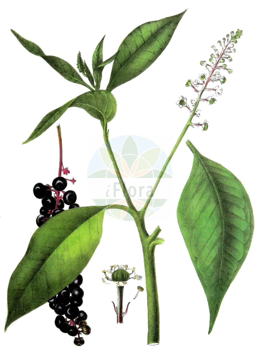 Phytolacca americana - Phytolaccaceae,Plantae,Pteridobiotina,Angiosperms,Caryophyllales,Phytolaccaceae,Phytolacca,Phytolacca americana,Phytolacca americana var. americana, Phytolacca decandra,Amerikanische Kermesbeere;Zehnmännige Kermesbeere;pokeweed;poke;pokeberry;Raisin d'Amérique;laque;phytolacca américain;phytolaque à dix étamines;phytolaque américaine;phytolaque d'Amérique;uvas de America;hierba carmin;carmesin de oblea;ombu;carmesín de oblea;hierba carmín;ombú;uvas de América;espinacas de América;fitolaca;grana encarnada;granilla;tintilla;uvas de Indias;Cremesina uva turca;fitolacca;uva d'America;erba carmesina;cremesina uva-turca;uva di colorare;karmozijnbes;westerse karmozijnbes;fruto-de-pombo;caruru-de-cacho;uva-de-tinta;baga-noiva;erva-dos-cachos-de-índia;erva-dos-cancros;gaia-moça;tintureira;uva-da-américa;uva-dos-tintureiros;vermelhão;лаконос американский;şekerciboyası;çapezë;raïm de moro;američki kermes;kermesbär;asiatisk kermesbær;yôshu-yama-gobô;amerika-yama-gobô;アメリカヤマゴボウ;ヨウシユヤマゴボウ;navadna barvilnica;amerikai alkörmös;líčidlo americké;cîrmîz;líčidlo americké;лаконос американський;американски лаконос;лаконос;америчка винобоја;гроздасти кермес;fitolakah amerikanit;פִיטוֹלָקָה אָמֵרִיקָנִית;αυριοσταφιδα;chuí xù shāng liù;垂序商陆