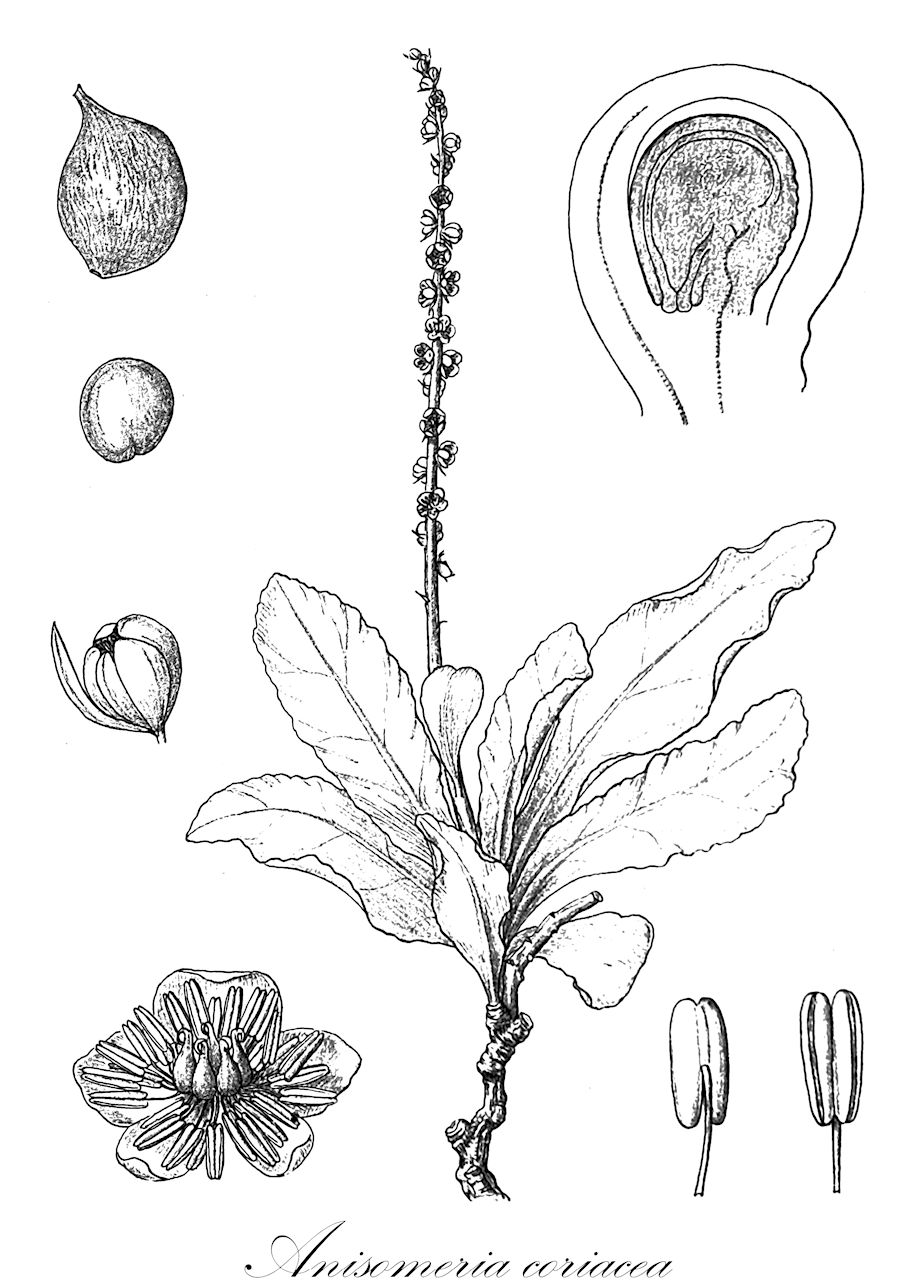 Anisomeria coriacea - Phytolaccaceae,Plantae,Pteridobiotina,Angiosperms,Caryophyllales,Phytolaccaceae,Anisomeria,Anisomeria coriacea,Anisomeria coriacea var. lanceolata, Anisomeria coriacea var. petulifera, Anisomeria drastica