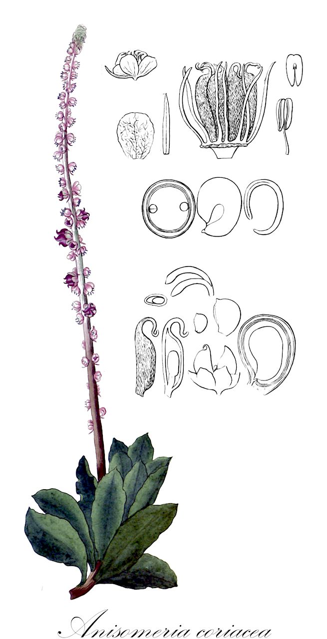 Anisomeria coriacea - Phytolaccaceae,Plantae,Pteridobiotina,Angiosperms,Caryophyllales,Phytolaccaceae,Anisomeria,Anisomeria coriacea,Anisomeria coriacea var. lanceolata, Anisomeria coriacea var. petulifera, Anisomeria drastica