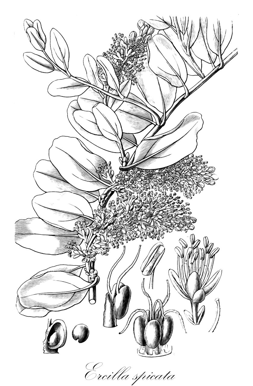 Ercilla spicata - Phytolaccaceae,Plantae,Pteridobiotina,Angiosperms,Caryophyllales,Phytolaccaceae,Ercilla,Ercilla spicata,Apodostachys densiflora, Bridgesia spicata, Ercilla volubilis, Galvezia spicata, Suriana volubilis,Ercilla