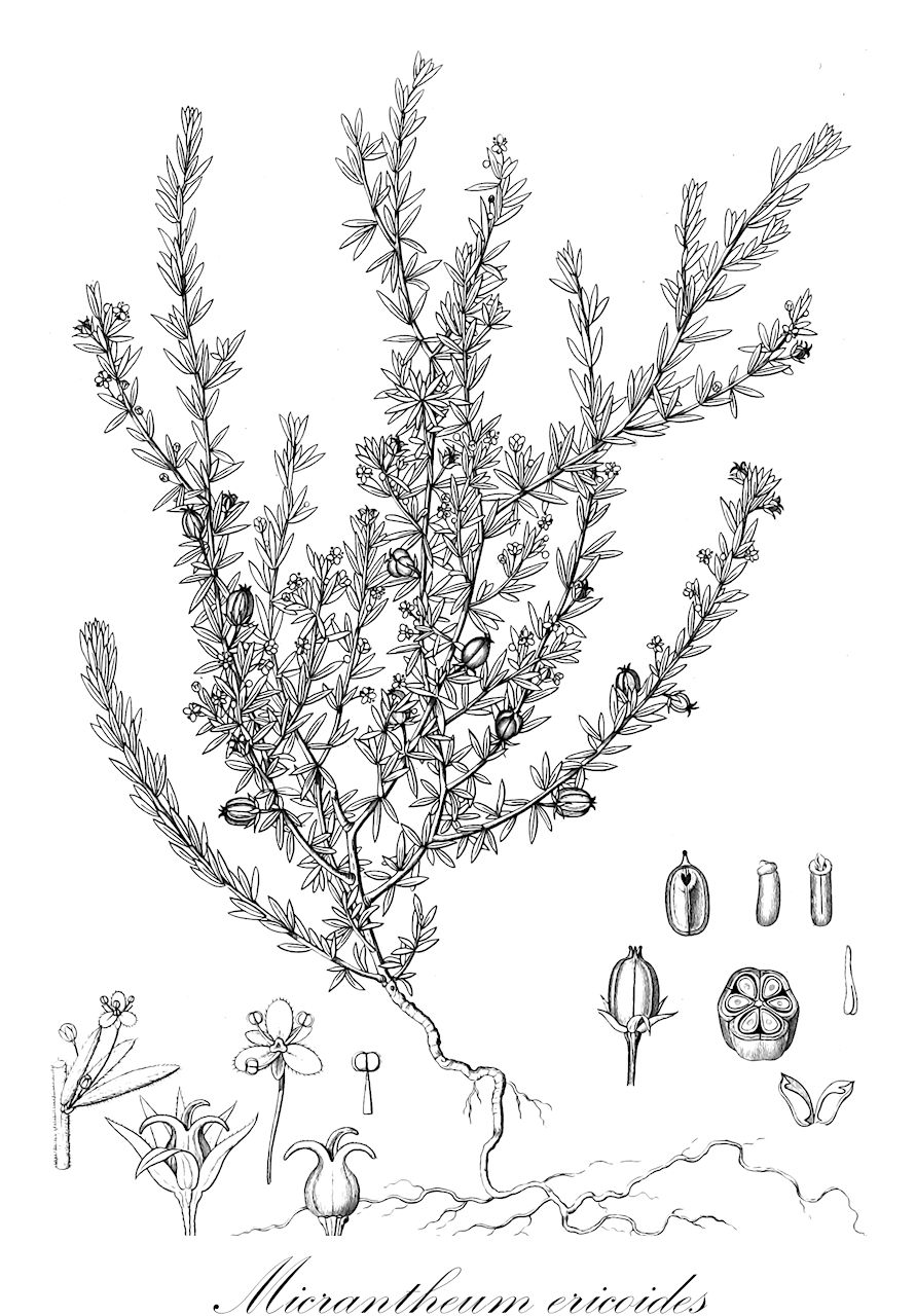 Micrantheum ericoides - Picrodendraceae,Plantae,Pteridobiotina,Angiosperms,Malpighiales,Picrodendraceae,Micrantheum,Micrantheum ericoides,Caletia ericodes, Micrantheum boroniaceum, Micrantheum ericoides var. genuinum, Micrantheum ericoides var. intermedium, Micrantheum ericoides var. juniperinum, Phyllanthus lhotzkyanus