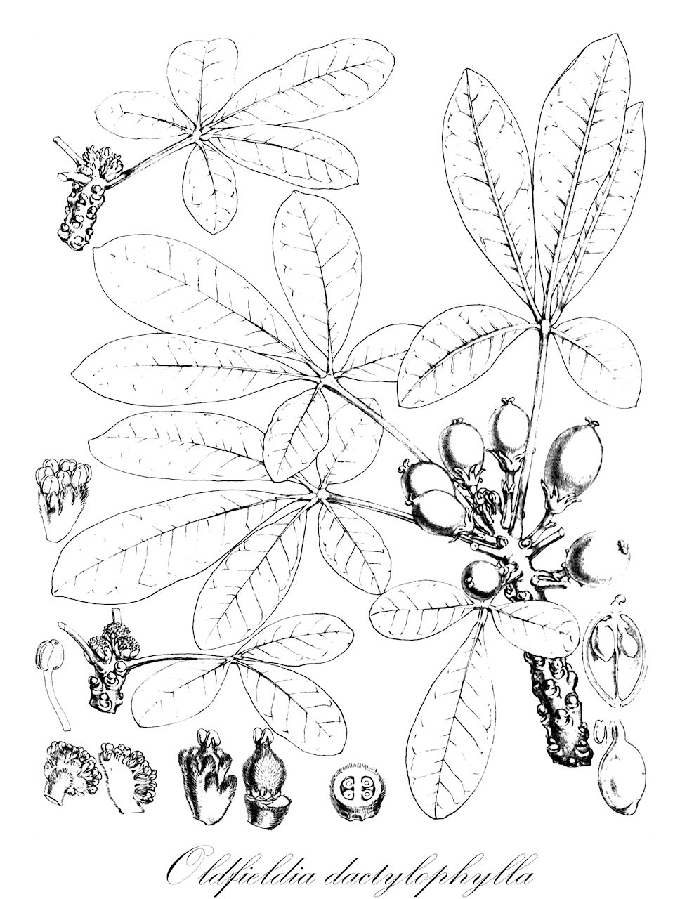 Oldfieldia dactylophylla - Picrodendraceae,Plantae,Pteridobiotina,Angiosperms,Malpighiales,Picrodendraceae,Oldfieldia,Oldfieldia dactylophylla,Paivaeusa dactylophylla, Paivaeusa dactylophylla