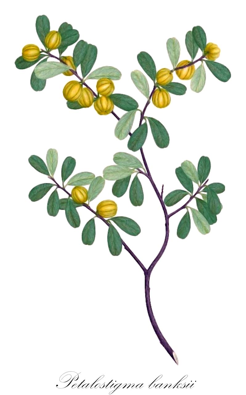 Petalostigma banksii - Picrodendraceae,Plantae,Pteridobiotina,Angiosperms,Malpighiales,Picrodendraceae,Petalostigma,Petalostigma banksii
