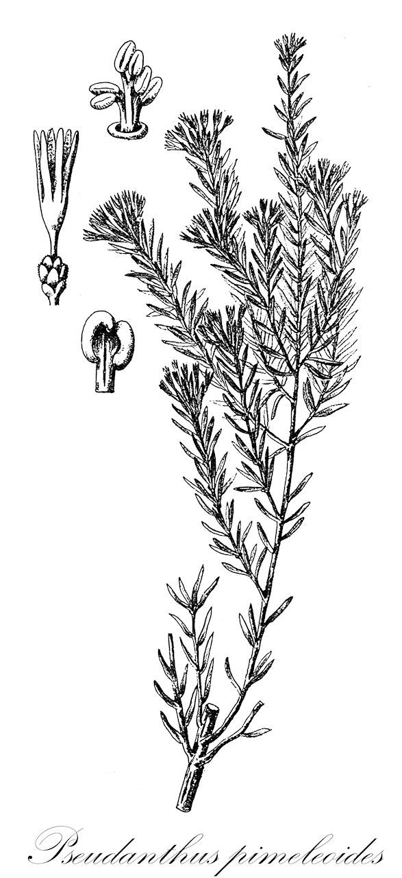 Pseudanthus pimeleoides - Picrodendraceae,Plantae,Pteridobiotina,Angiosperms,Malpighiales,Picrodendraceae,Pseudanthus,Pseudanthus pimeleoides
