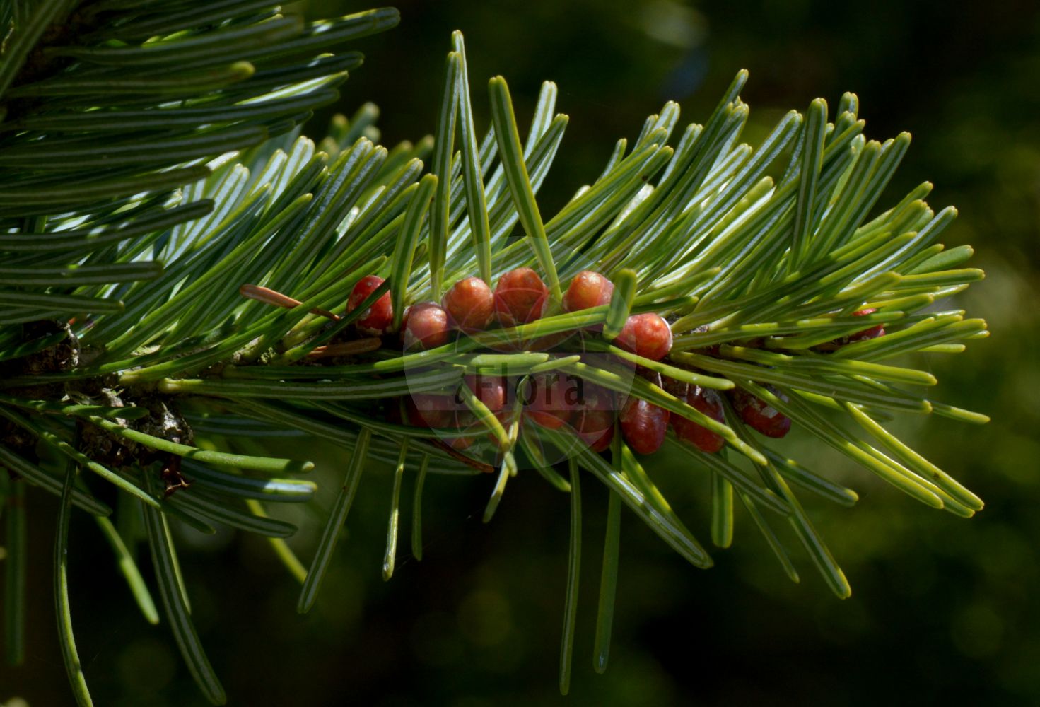 Foto von Abies koreana. Das Bild zeigt Blatt und Bluete. Das Foto wurde in Göttingen, Niedersachsen, Deutschland aufgenommen. ---- Photo of Abies koreana. The image is showing leaf and flower. The picture was taken in Goettingen, Lower Saxony, Germany.(Abies koreana,Abies koreana,Abies,Tanne,Fir,Pinaceae,Kieferngewächse,Pine family,Blatt,Bluete,leaf,flower)