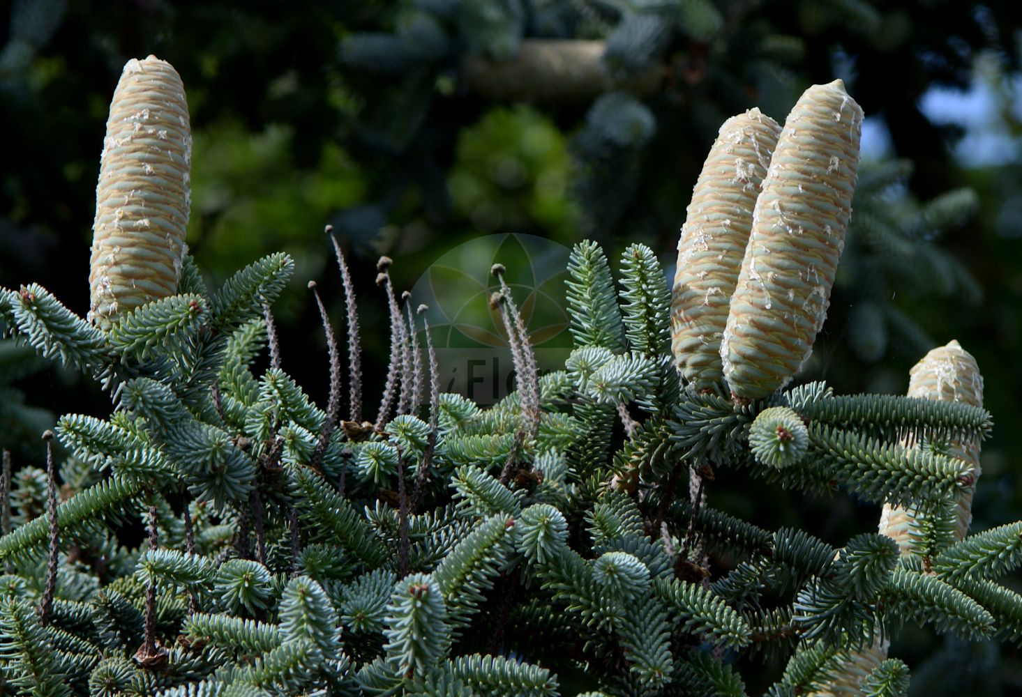 Foto von Abies pinsapo. Das Bild zeigt Blatt, Bluete und Zapfen. Das Foto wurde in Düsseldorf, Nordrhein-Westfalen, Deutschland aufgenommen. ---- Photo of Abies pinsapo. The image is showing leaf, flower and cone. The picture was taken in Dusseldorf, North Rhine-Westphalia, Germany.(Abies pinsapo,Abies hispanica,Abies pinsapo,Pinus pinsapo,Abies,Tanne,Fir,Pinaceae,Kieferngewächse,Pine family,Blatt,Bluete,Zapfen,leaf,flower,cone)