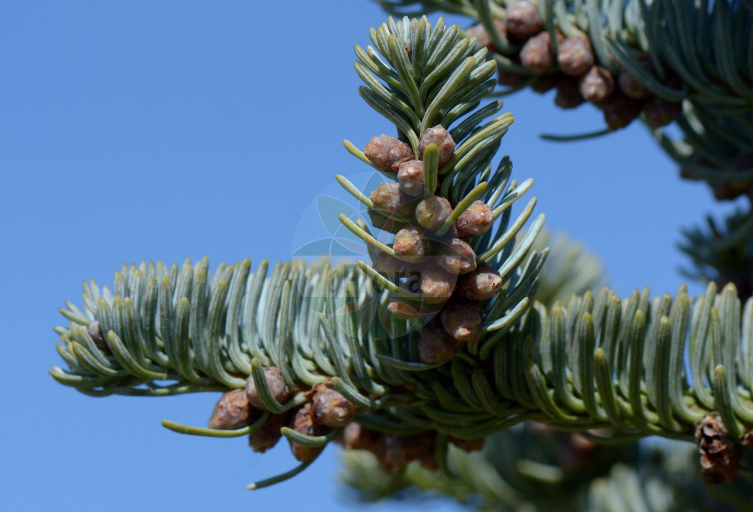 Foto von Abies procera (Noble Fir). Das Bild zeigt Blatt und Bluete. Das Foto wurde in Göttingen, Niedersachsen, Deutschland aufgenommen. ---- Photo of Abies procera (Noble Fir). The image is showing leaf and flower. The picture was taken in Goettingen, Lower Saxony, Germany.(Abies procera,Noble Fir,Abies procera,Pinus nobilis,Abies,Tanne,Fir,Pinaceae,Kieferngewächse,Pine family,Blatt,Bluete,leaf,flower)