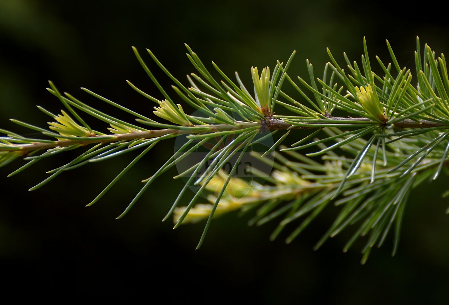 Foto von Cedrus deodara (Deodar). Das Bild zeigt Blatt und Bluete. Das Foto wurde in Aubonne, Waadt, Schweiz aufgenommen. ---- Photo of Cedrus deodara (Deodar). The image is showing leaf and flower. The picture was taken in Aubonne, Vaud, Switzerland.(Cedrus deodara,Deodar,Cedrus deodara,Pinus deodara,Cedrus,Pinaceae,Kieferngewächse,Pine family,Blatt,Bluete,leaf,flower)