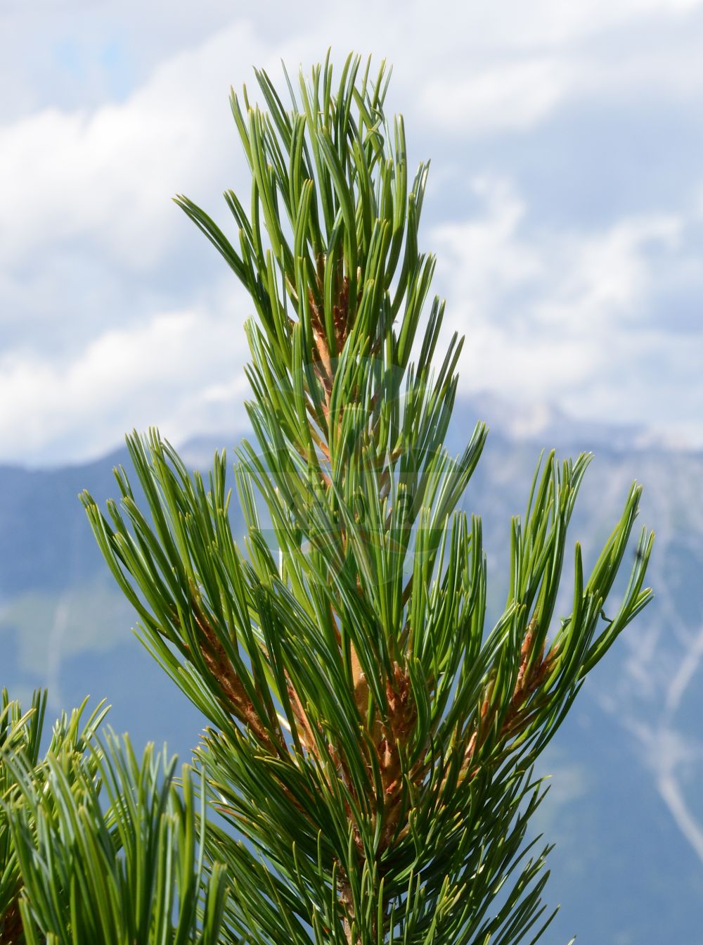 Foto von Pinus cembra (Zirbel-Kiefer - Arolla Pine). Das Bild zeigt Zweig, Blatt und Bluete. Das Foto wurde in Patscherkofel, Innsbruck, Tirol, Österreich aufgenommen. ---- Photo of Pinus cembra (Zirbel-Kiefer - Arolla Pine). The image is showing twig, leaf and flower. The picture was taken in Patscherkofel, Innsbruck, Tyrol, Austria.(Pinus cembra,Zirbel-Kiefer,Arolla Pine,Pinus cembra,Zirbel-Kiefer,Arve,Arolla Pine,Swiss Stone Pine,Alpine Stone Pine,Pinus,Kiefer,Pine,Pinaceae,Kieferngewächse,Pine family,Zweig,Blatt,Bluete,twig,leaf,flower)