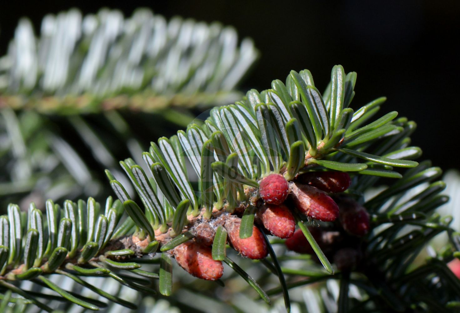 Foto von Abies chensiensis. Das Bild zeigt Zweig, Blatt und Bluete. Das Foto wurde in Freiburg, Baden-Württemberg, Deutschland aufgenommen. ---- Photo of Abies chensiensis. The image is showing twig, leaf and flower. The picture was taken in Freiburg, Baden-Wuerttemberg, Germany.(Abies chensiensis,Abies,Tanne,Fir,Pinaceae,Kieferngewächse,Pine family,Zweig,Blatt,Bluete,twig,leaf,flower)